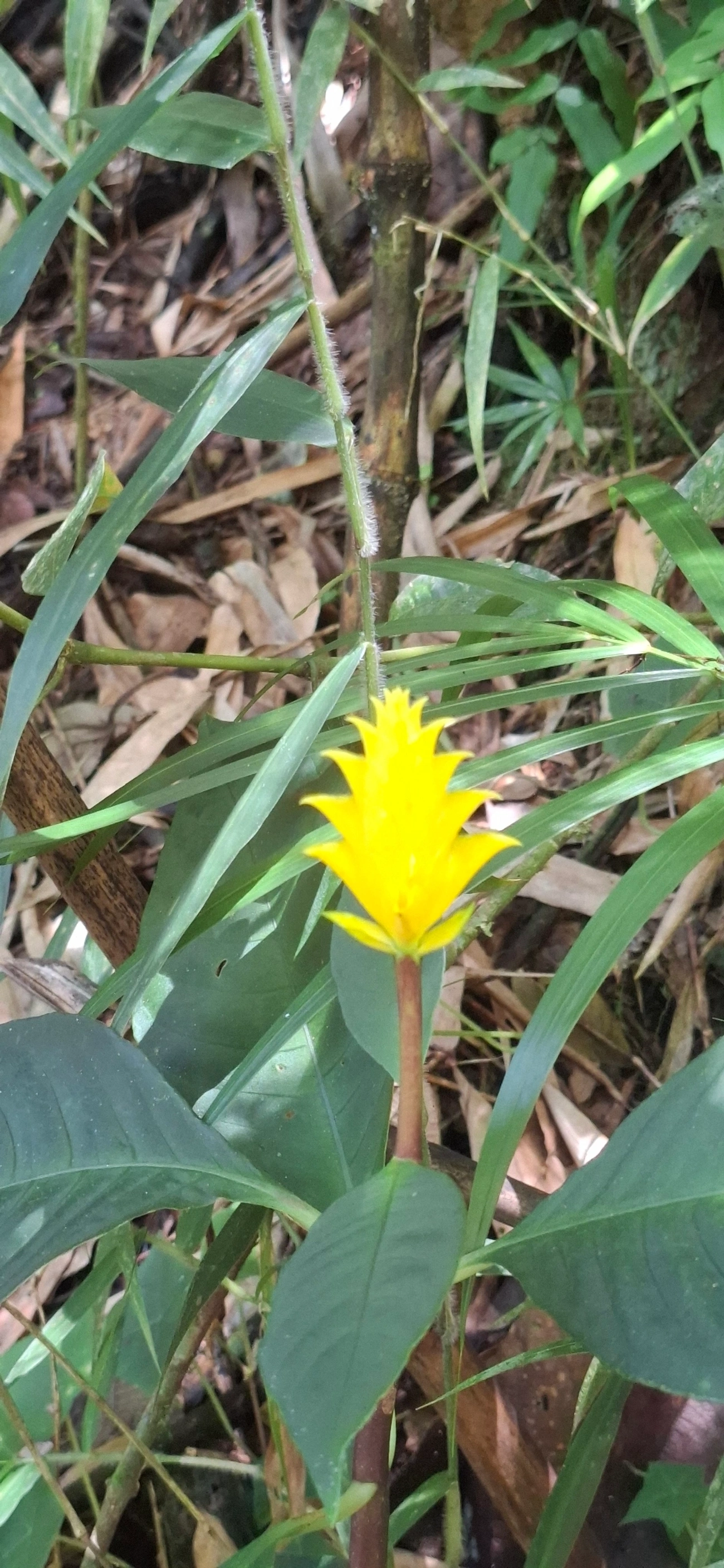 Aphelandra, plantas, fotografado em Queluz