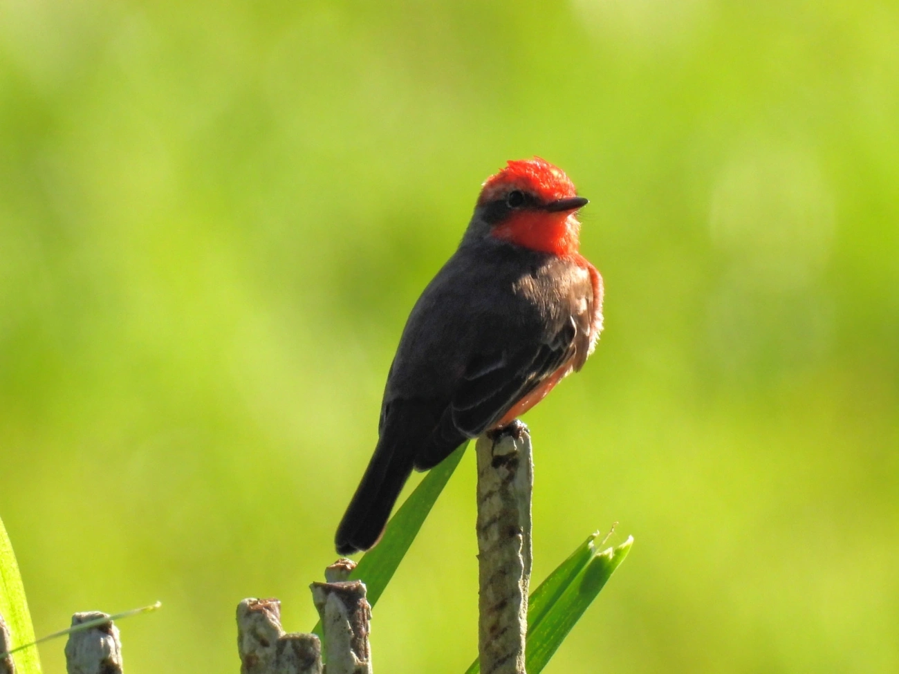Príncipe (Pyrocephalus rubinus), aves, fotografado em Maresias, São Sebastião