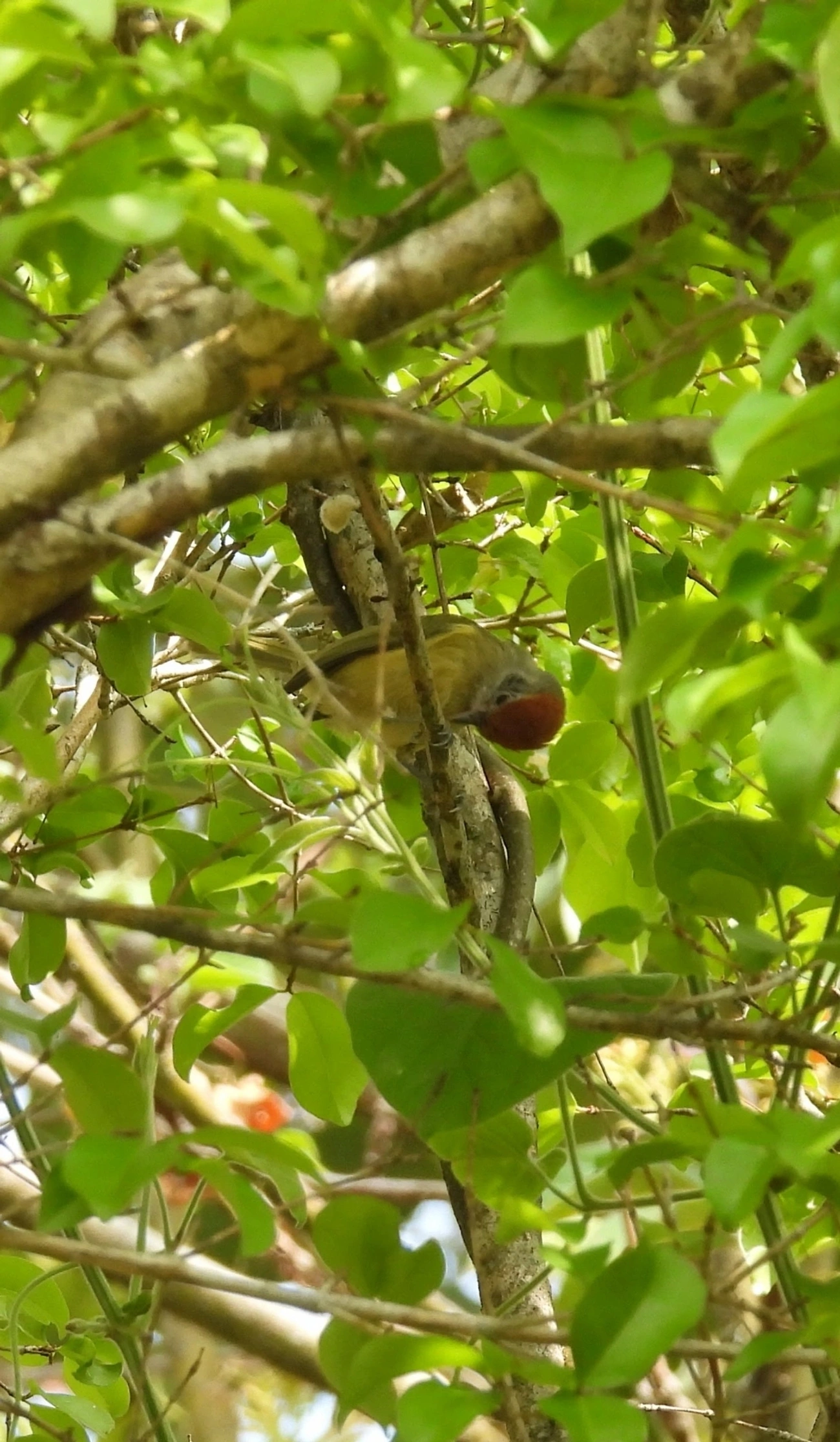 Verdinho-Coroado (Hylophilus poicilotis), aves, fotografado em Itamonte