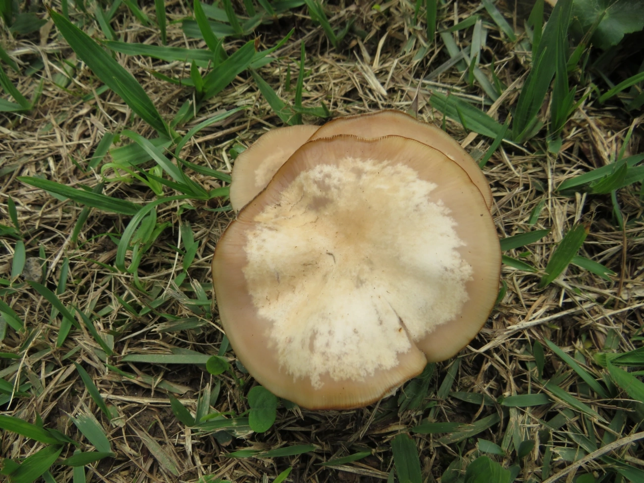 Cogumelos Lamelados (Agaricales), fungos, fotografado em Maresias, São Sebastião