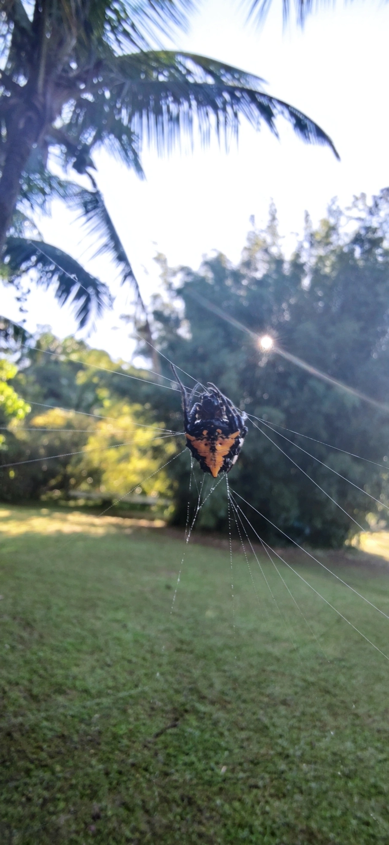 Verrucosa meridionalis, aracnídeos, fotografado em Maresias, São Sebastião