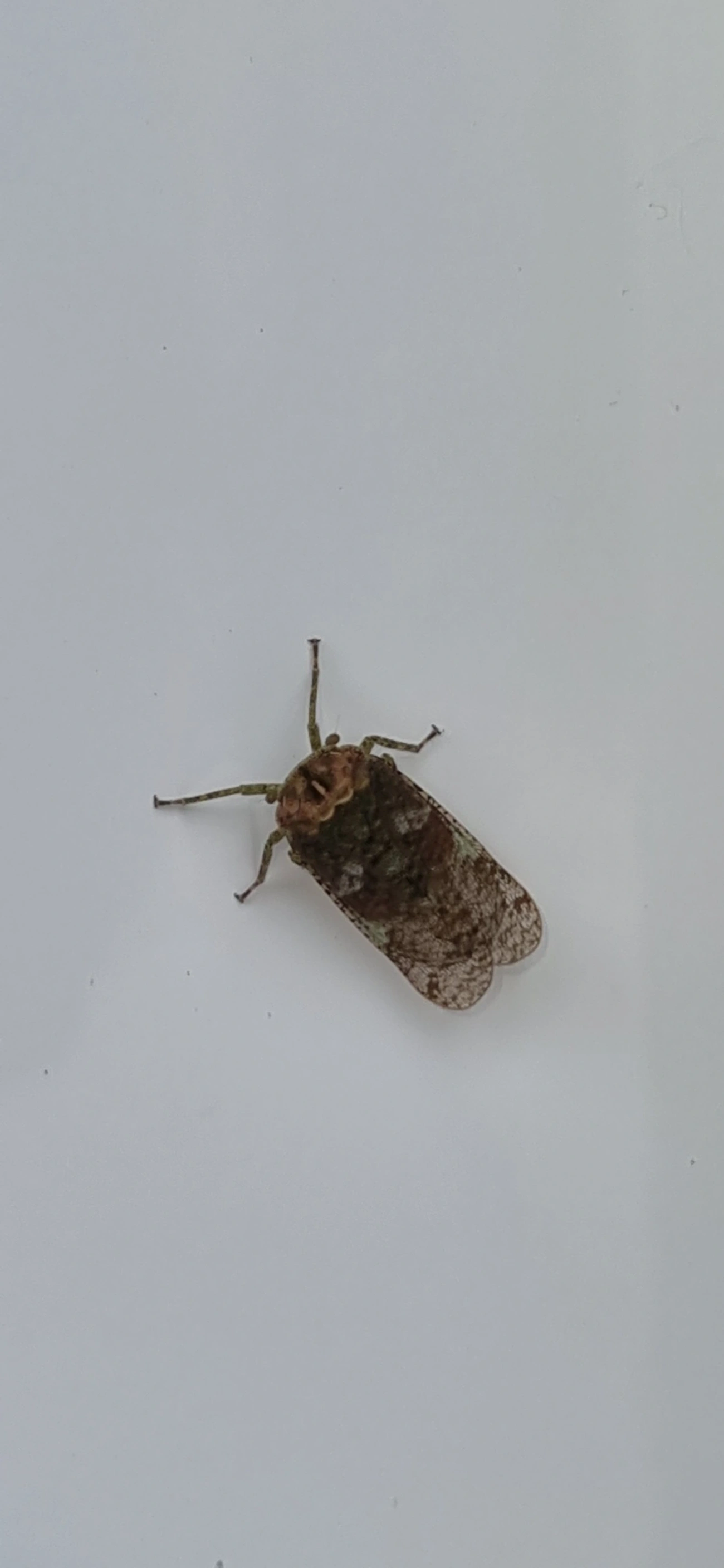 Fulgomorfos (Fulgoromorpha), insetos, fotografado em Maresias, São Sebastião