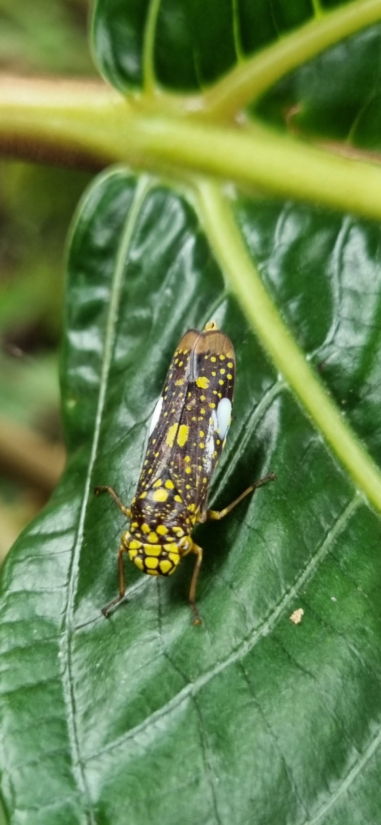 Cigarrinha-de-espinho (Molomea magna), insetos, fotografado em Paúba, São Sebastião