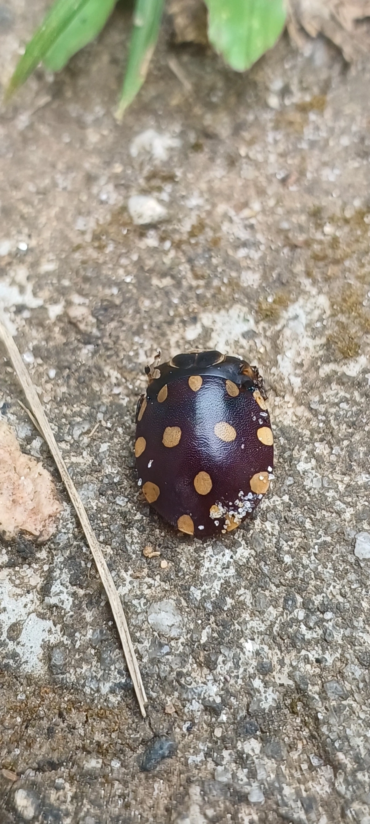 Percevejo-do-Pinhão-Manso (Pachycoris torridus), insetos, fotografado em Maresias, São Sebastião