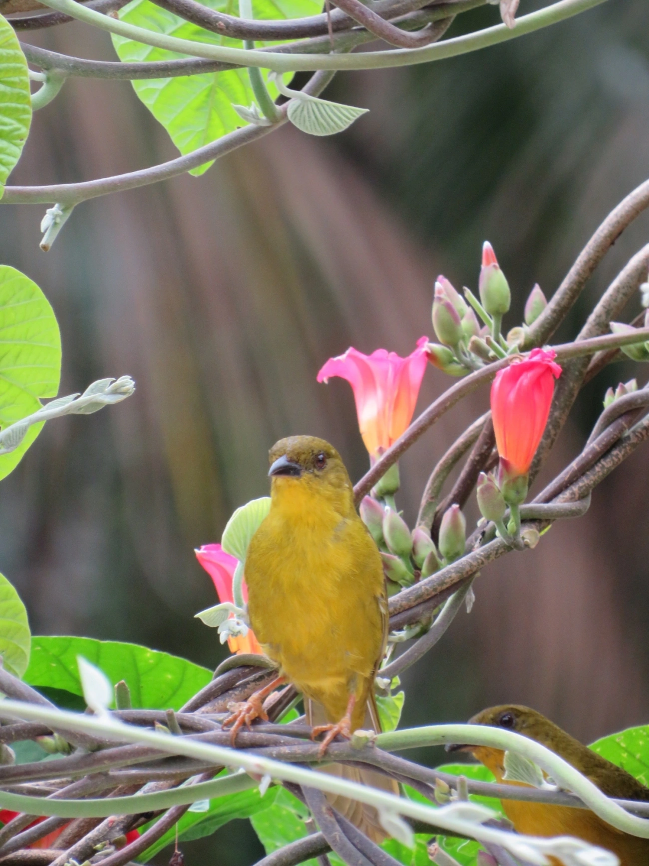 Catirumbava (Orthogonys chloricterus), aves, fotografado em Maresias, São Sebastião