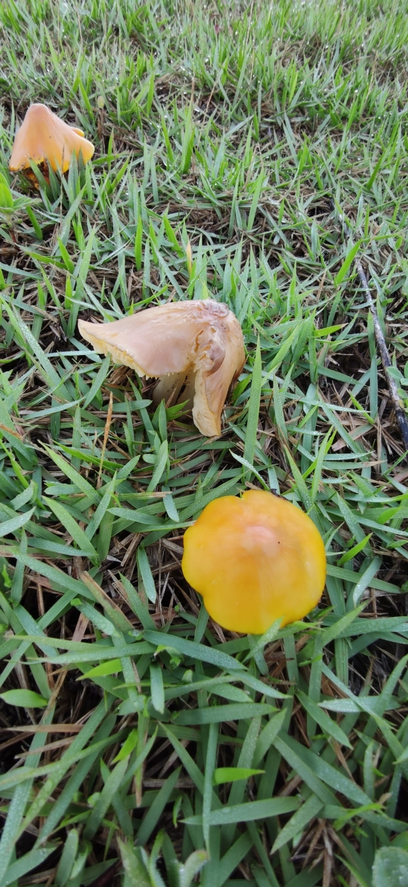 Chapéu-de-bruxa (Hygrocybe conica), fungos, fotografado em Maresias, São Sebastião