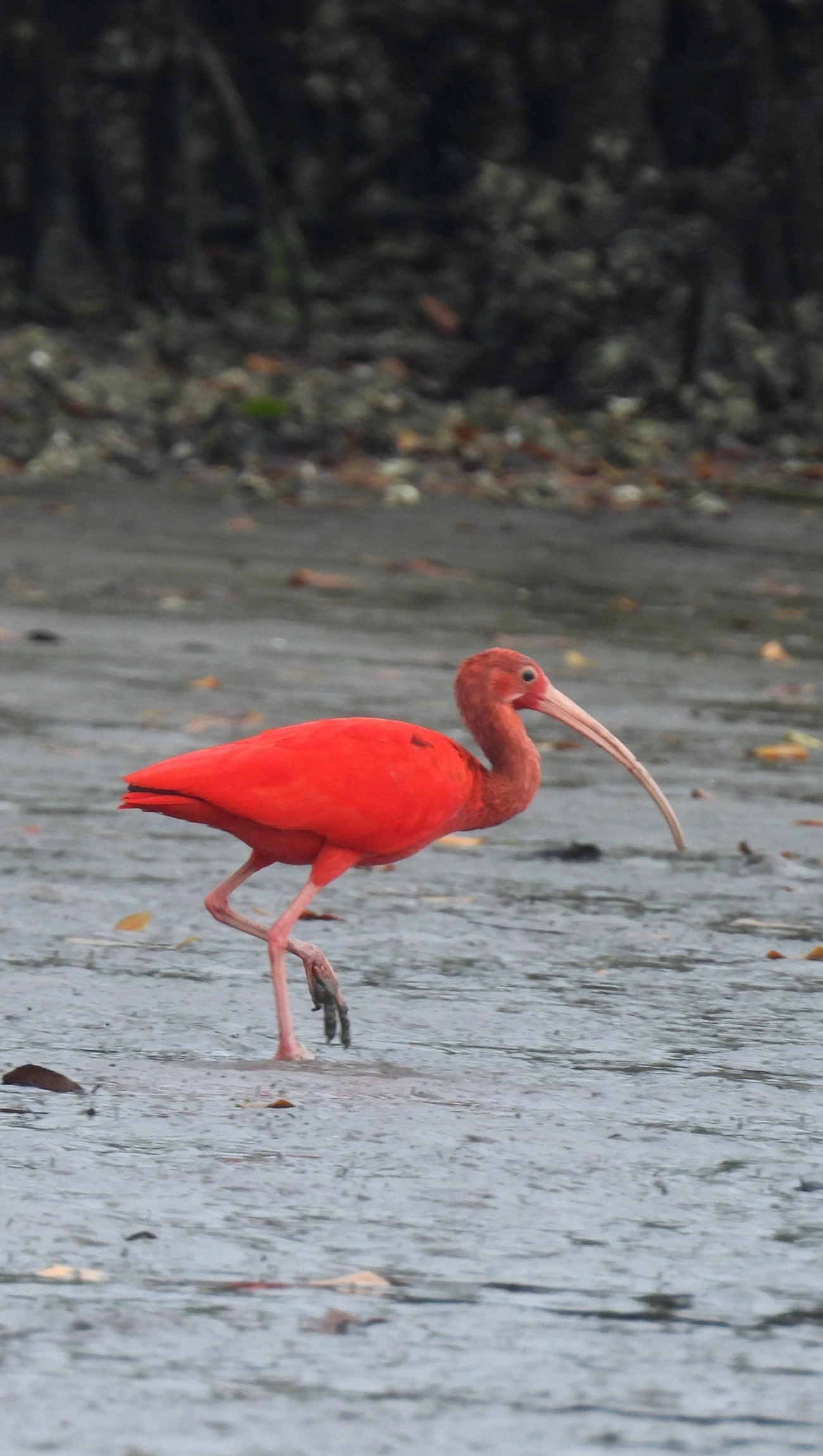 Guará (Eudocimus ruber), aves, fotografado em Cananéia