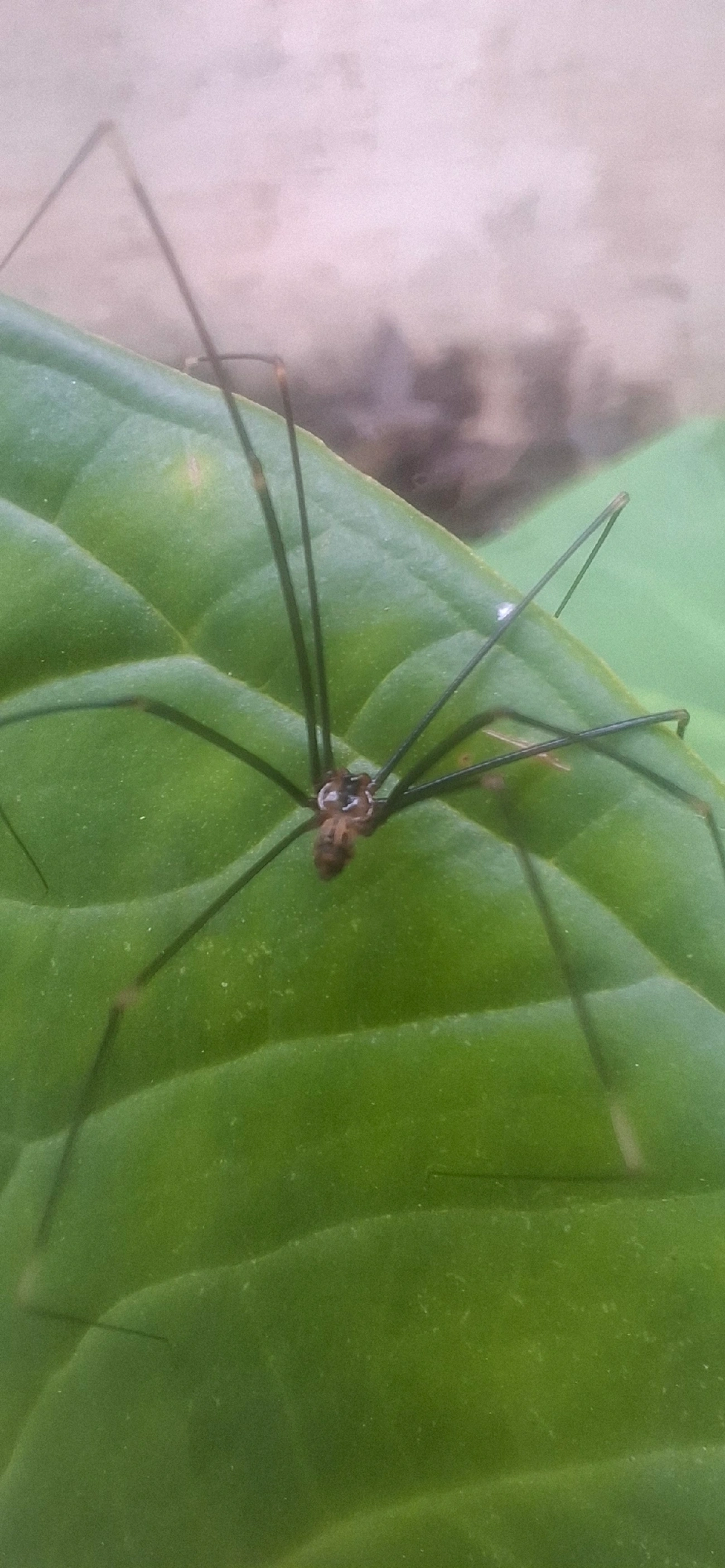 Aranhas-pernalongas (Pholcidae), aracnídeos, fotografado em Maresias, São Sebastião