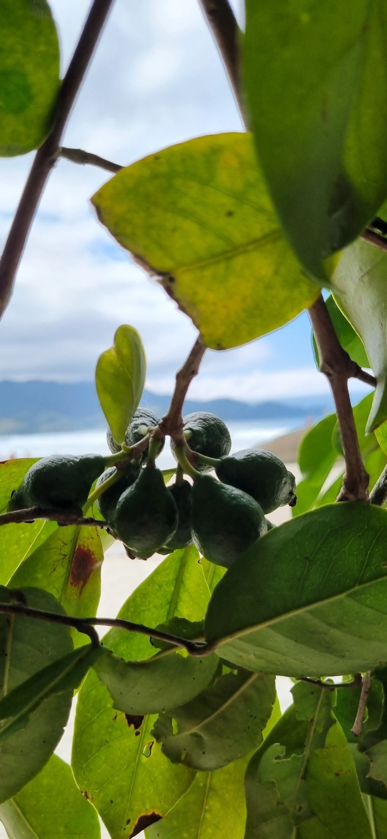 Goiabas (Psidium), plantas, fotografado em Maresias, São Sebastião