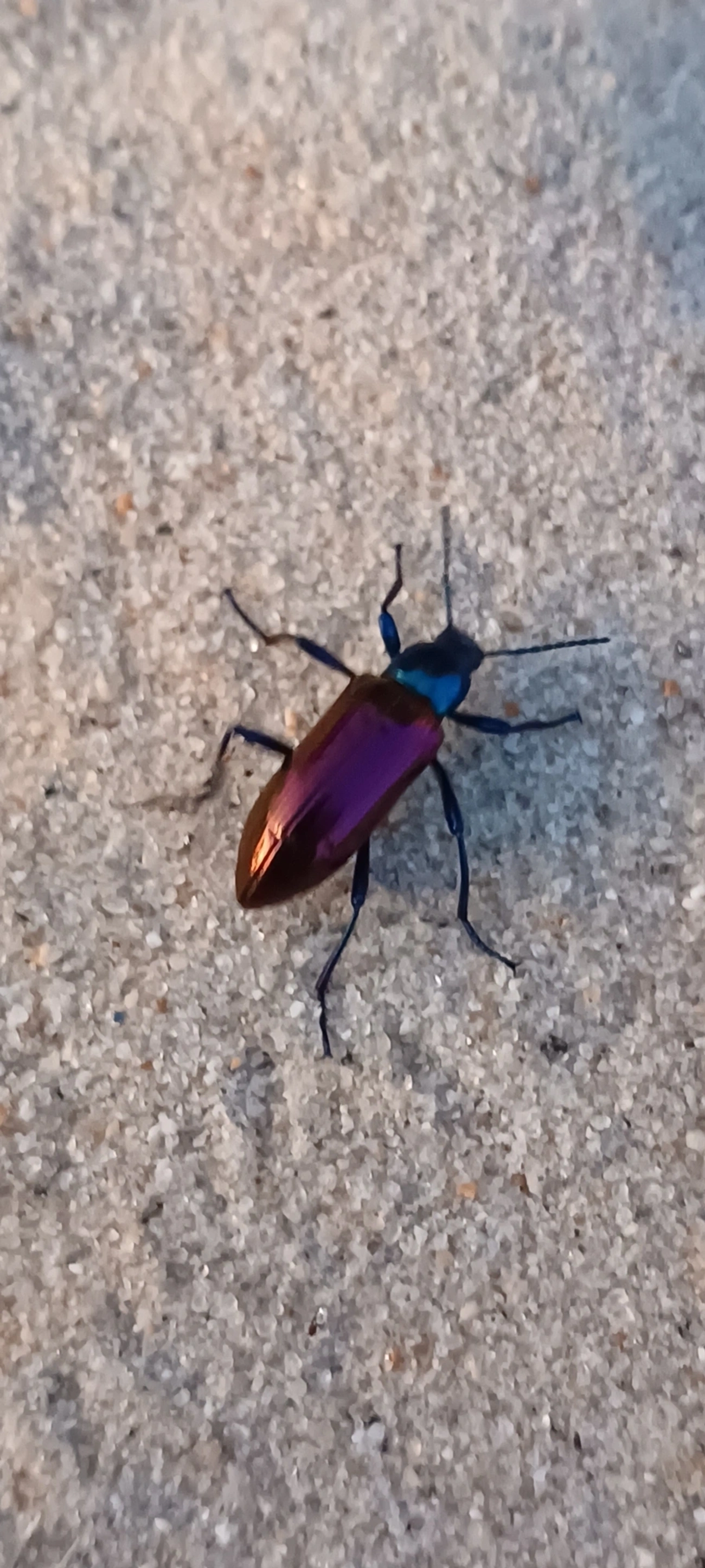 Strongylium bicolor, insetos, fotografado em Maresias, São Sebastião