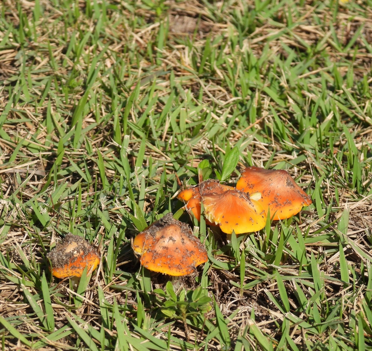 Hygrocybe, fungos, fotografado em Maresias, São Sebastião