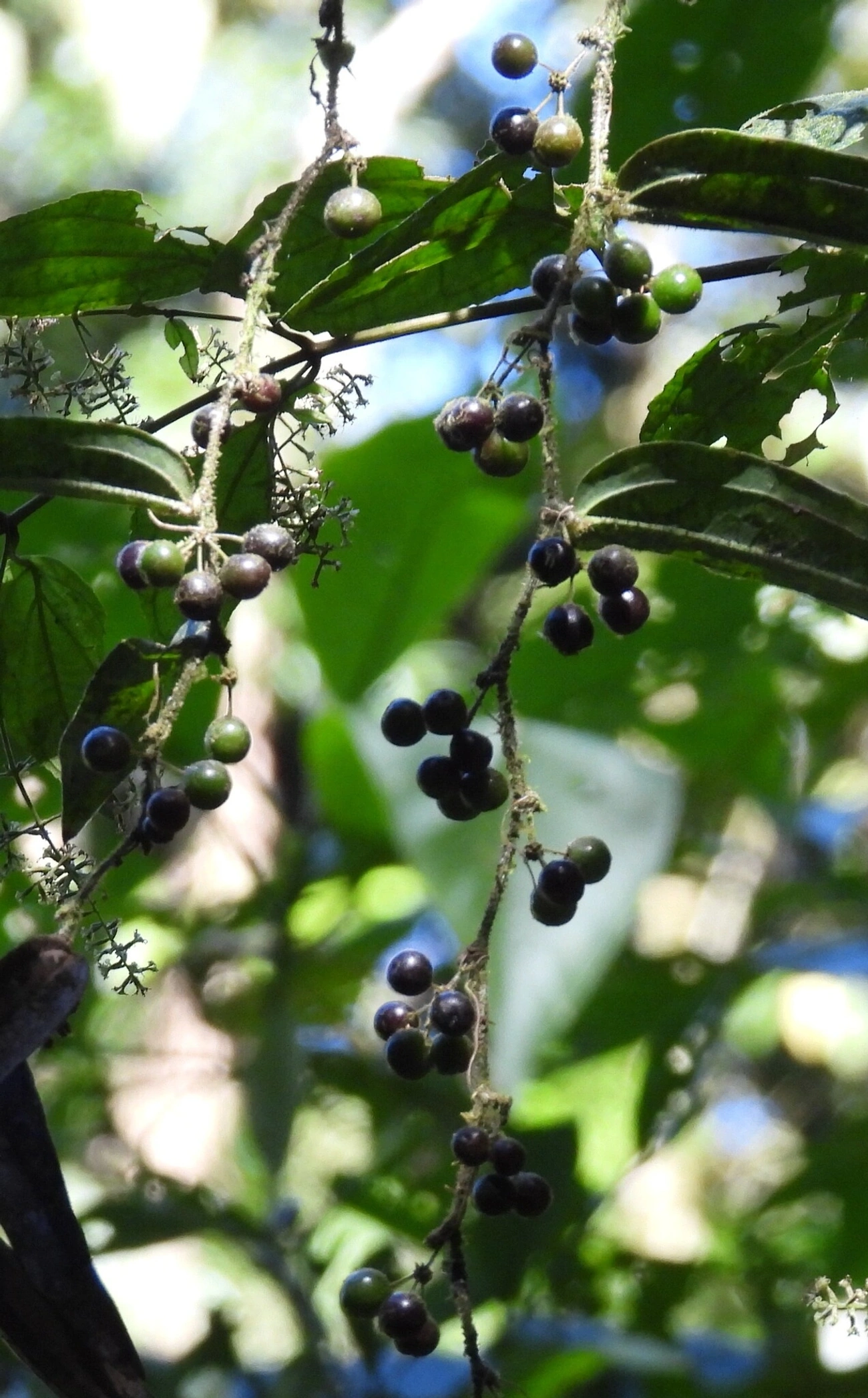 Plantas (Plantae), plantas, fotografado em Resende
