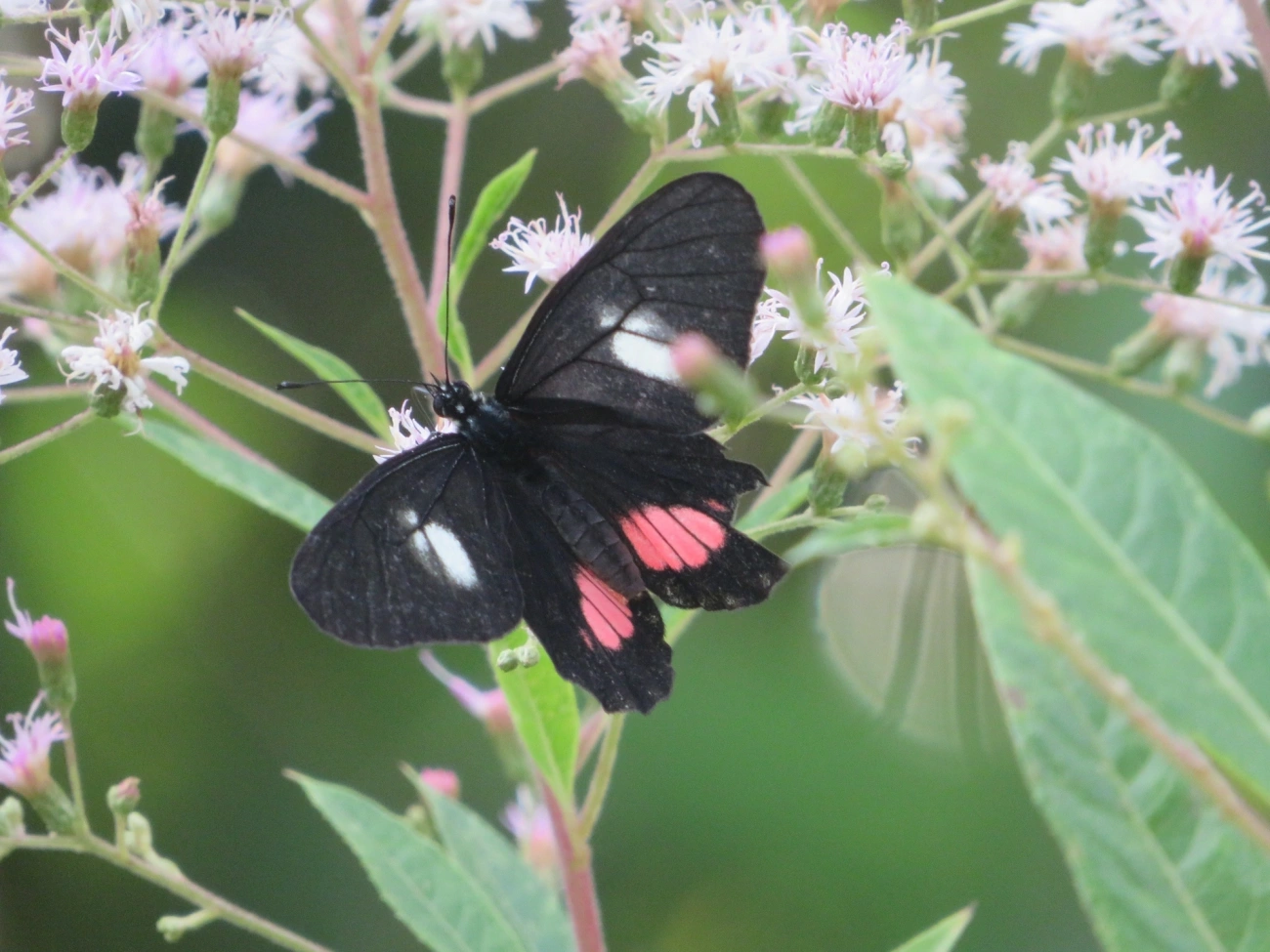 Branca-mimética (Archonias brassolis), insetos, fotografado em Maresias, São Sebastião