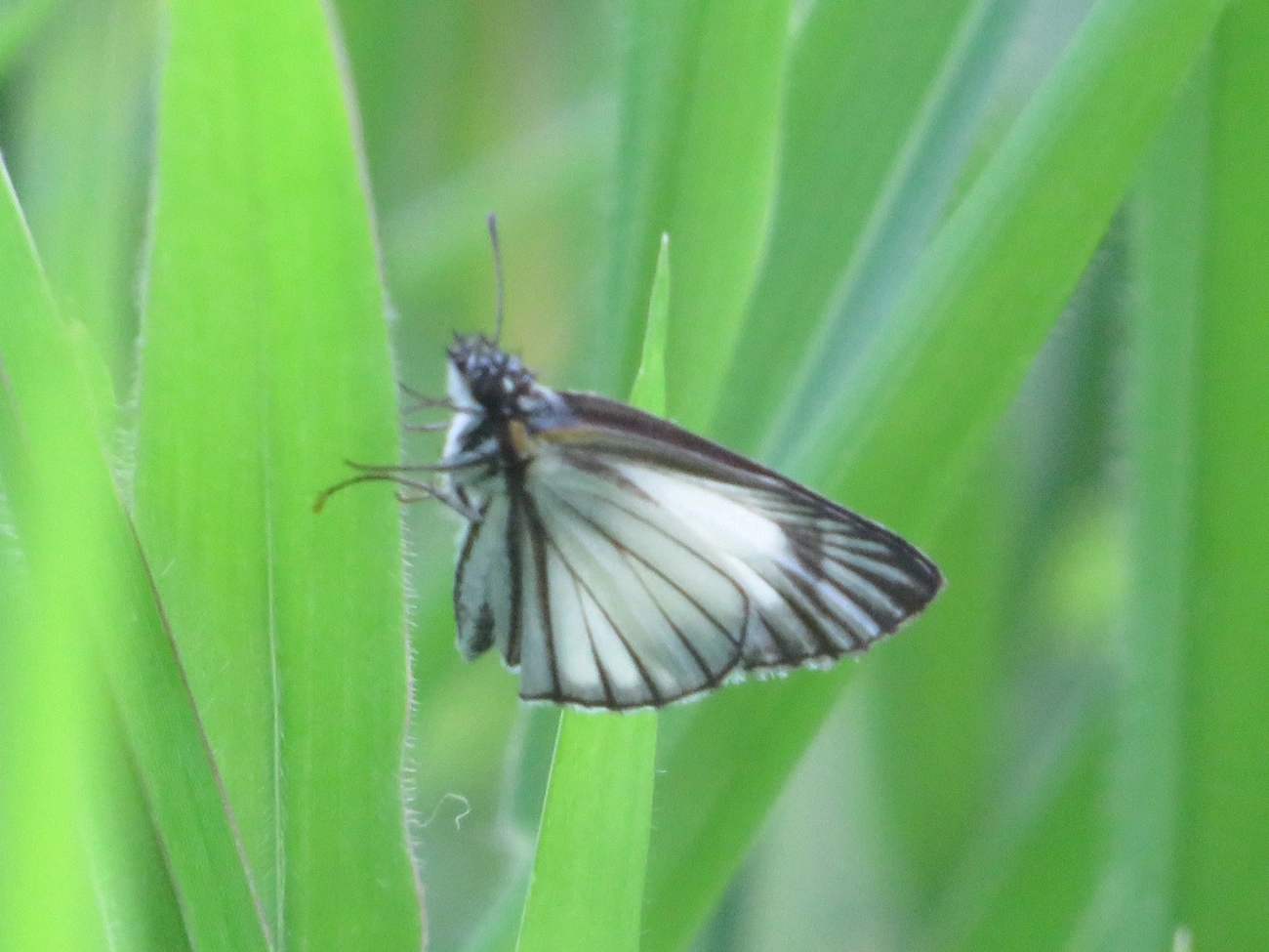 Hespéria-branca-nervurada (Heliopetes arsalte), insetos, fotografado em Maresias, São Sebastião