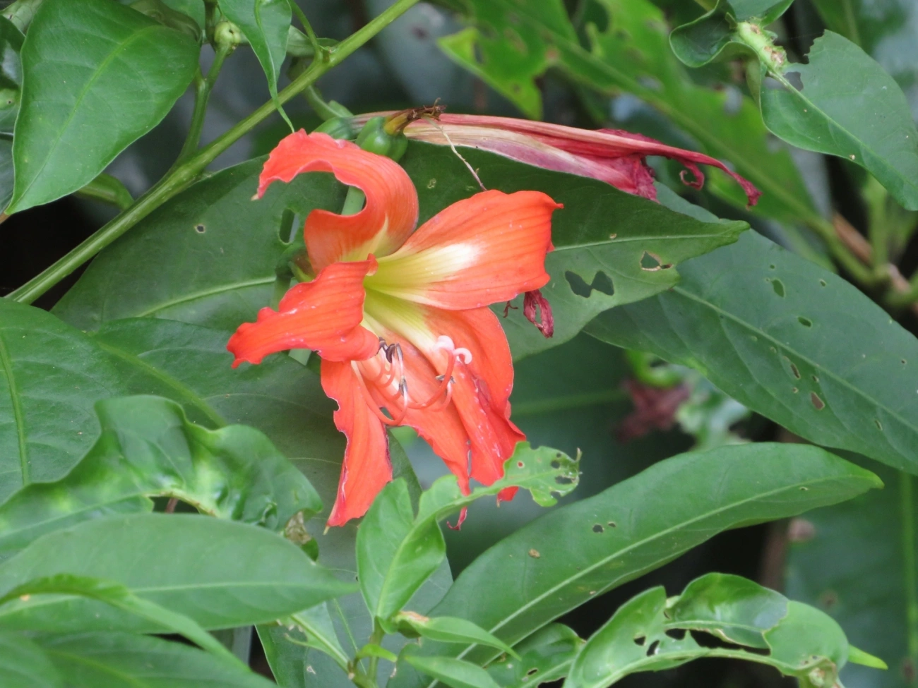 Amarílis (Hippeastrum), plantas, fotografado em Paúba, São Sebastião