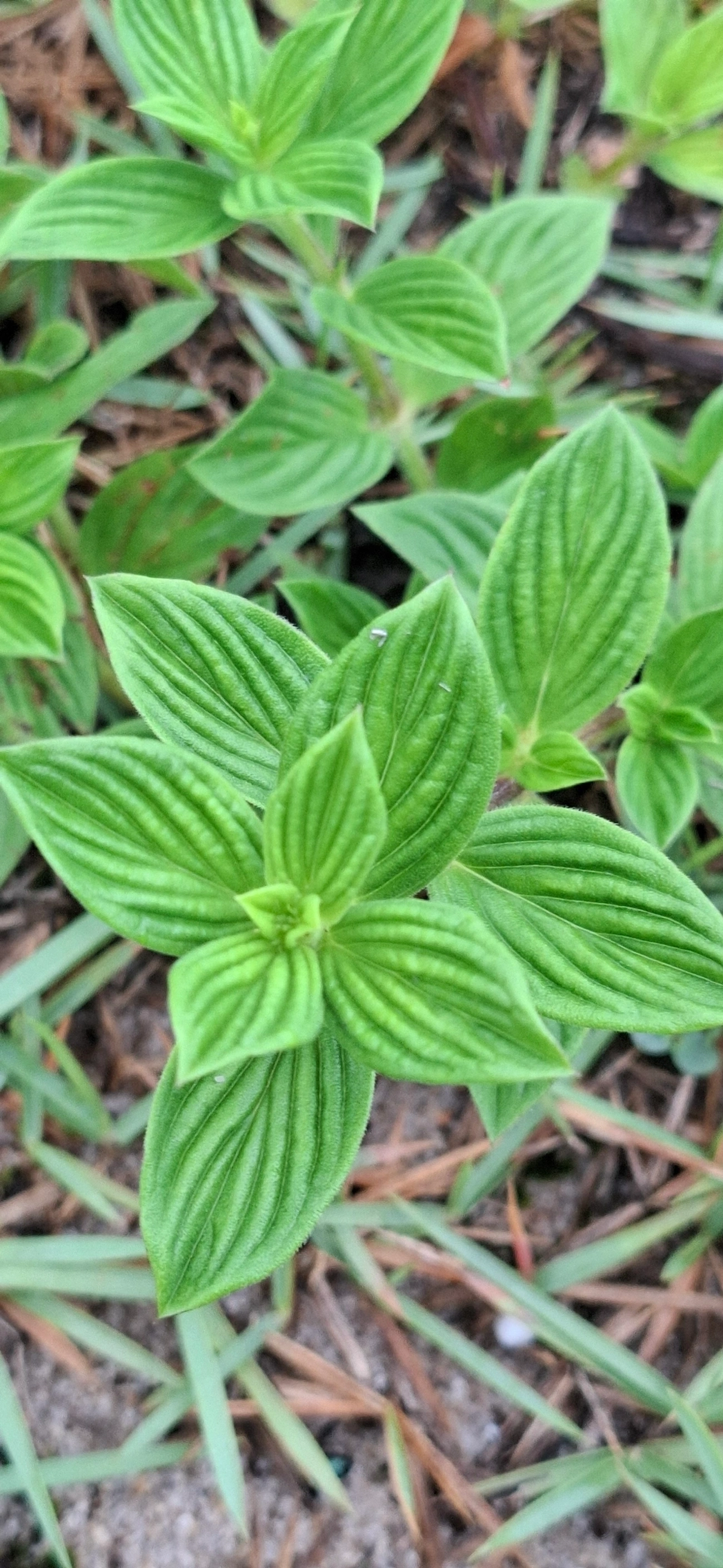 Erva-de-lagarto (Hexasepalum radulum), plantas, fotografado em Maresias, São Sebastião