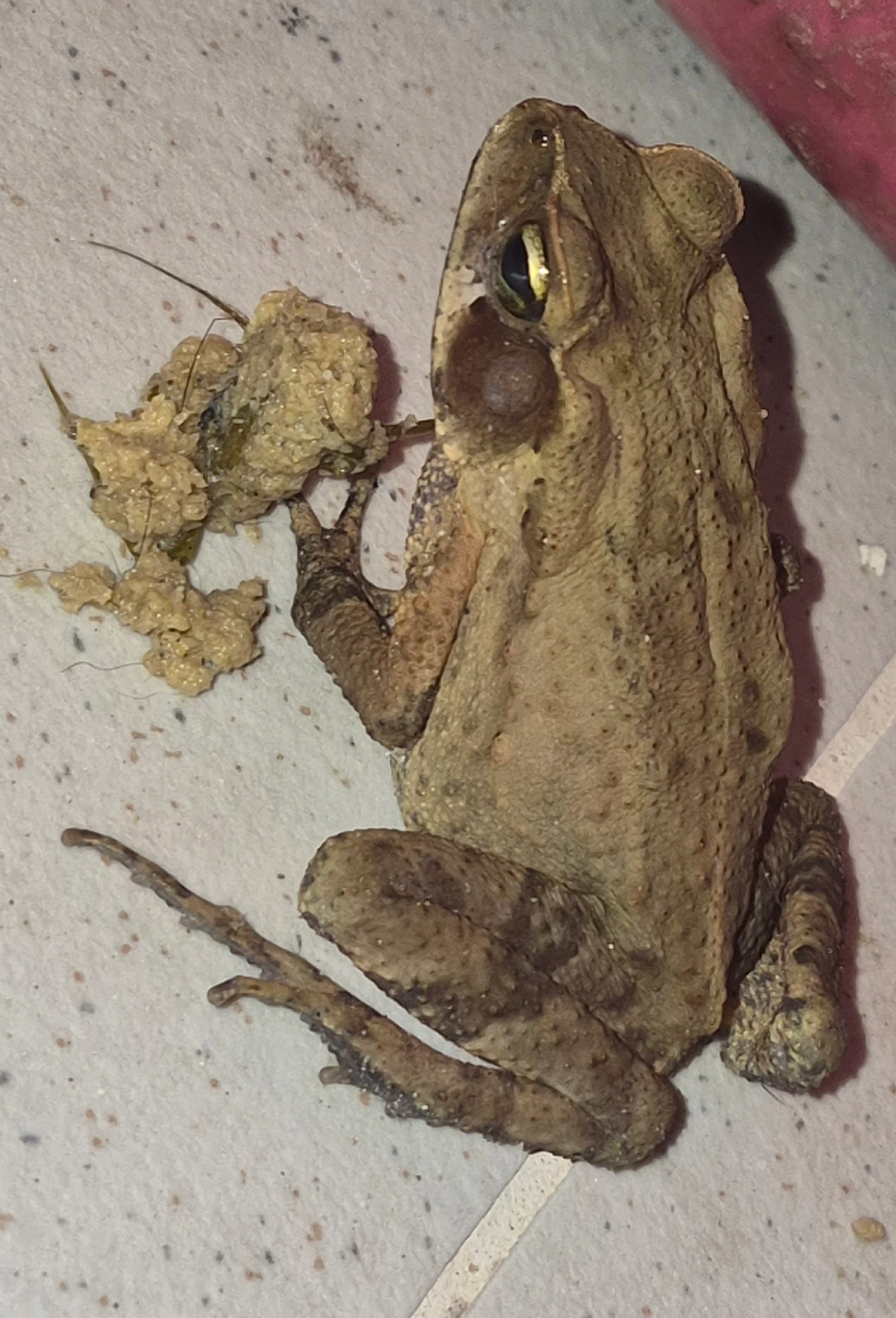 Sapo-de-floresta (Rhinella ornata), anfíbios, fotografado em Maresias, São Sebastião