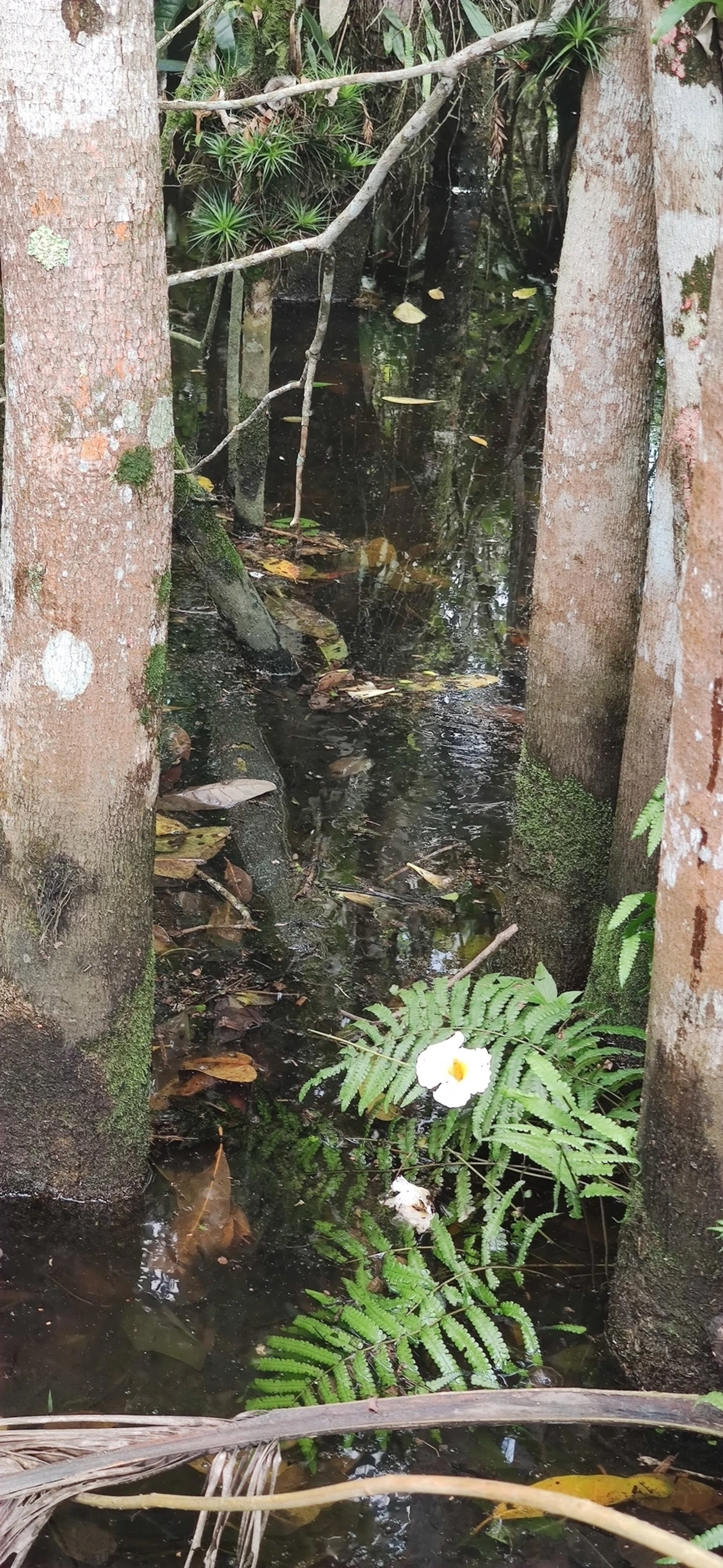 Orelha-de-pau (Favolus brasiliensis), fungos, fotografado em Maresias, São Sebastião