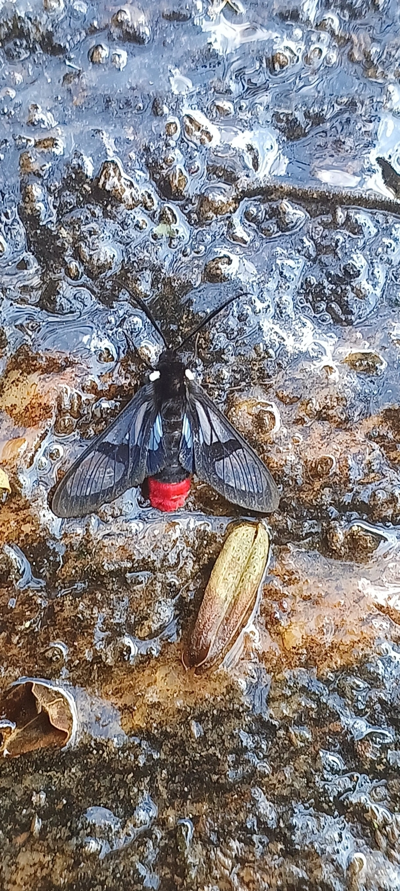 Arctiini, insetos, fotografado em Maresias, São Sebastião