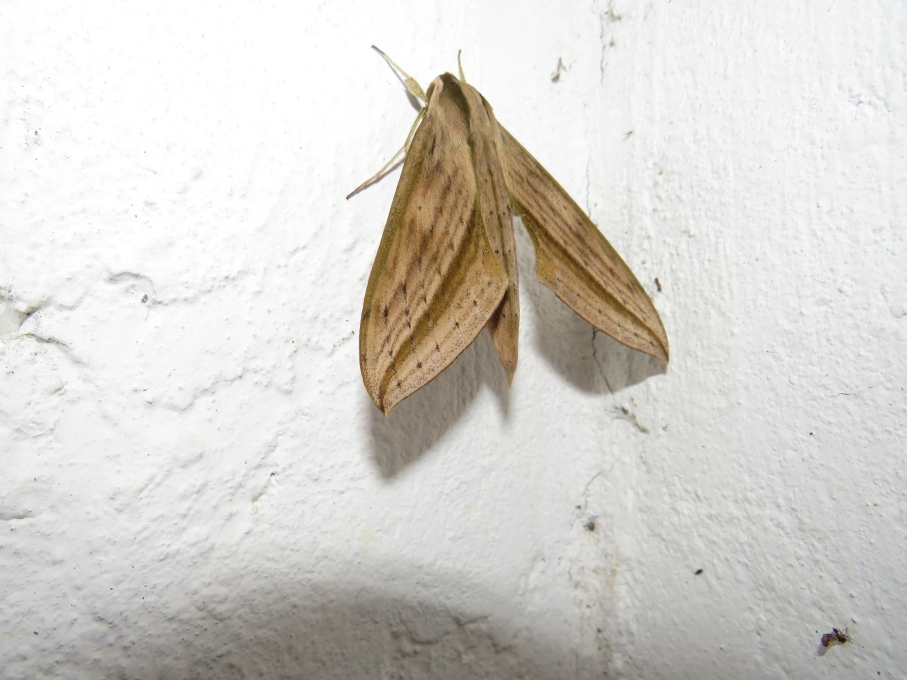 Mariposa-esfinge (Xylophanes anubus), insetos, fotografado em Maresias, São Sebastião