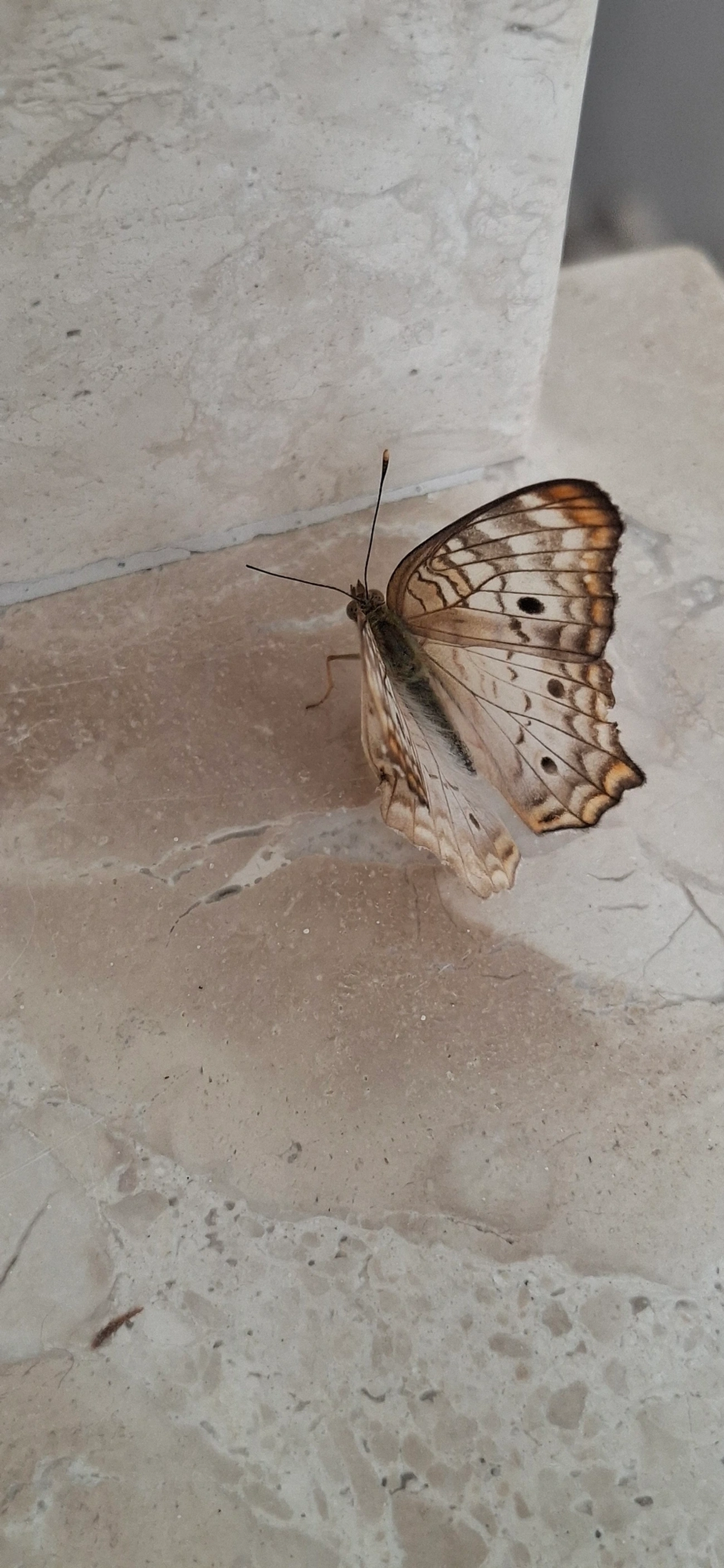 Borboleta-pavão-branco (Anartia jatrophae), insetos, fotografado em Maresias, São Sebastião