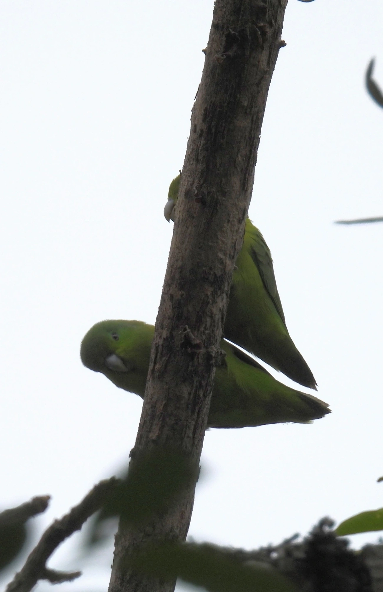 Tuim (Forpus xanthopterygius), aves, fotografado em Santa Isabel
