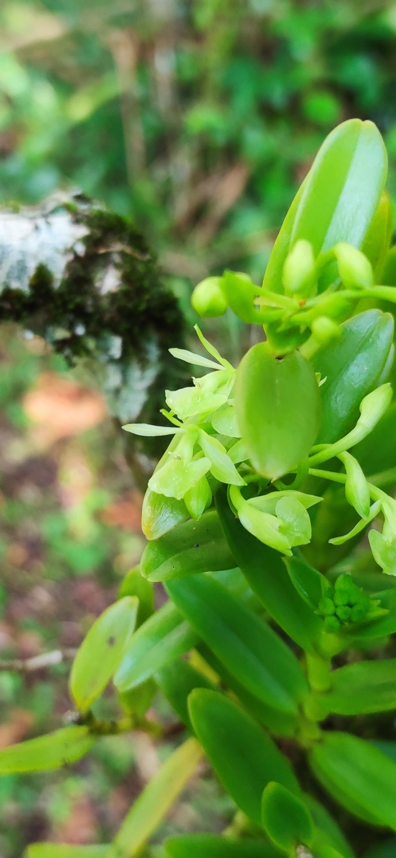 Epidendrum difforme, plantas, fotografado em Maresias, São Sebastião
