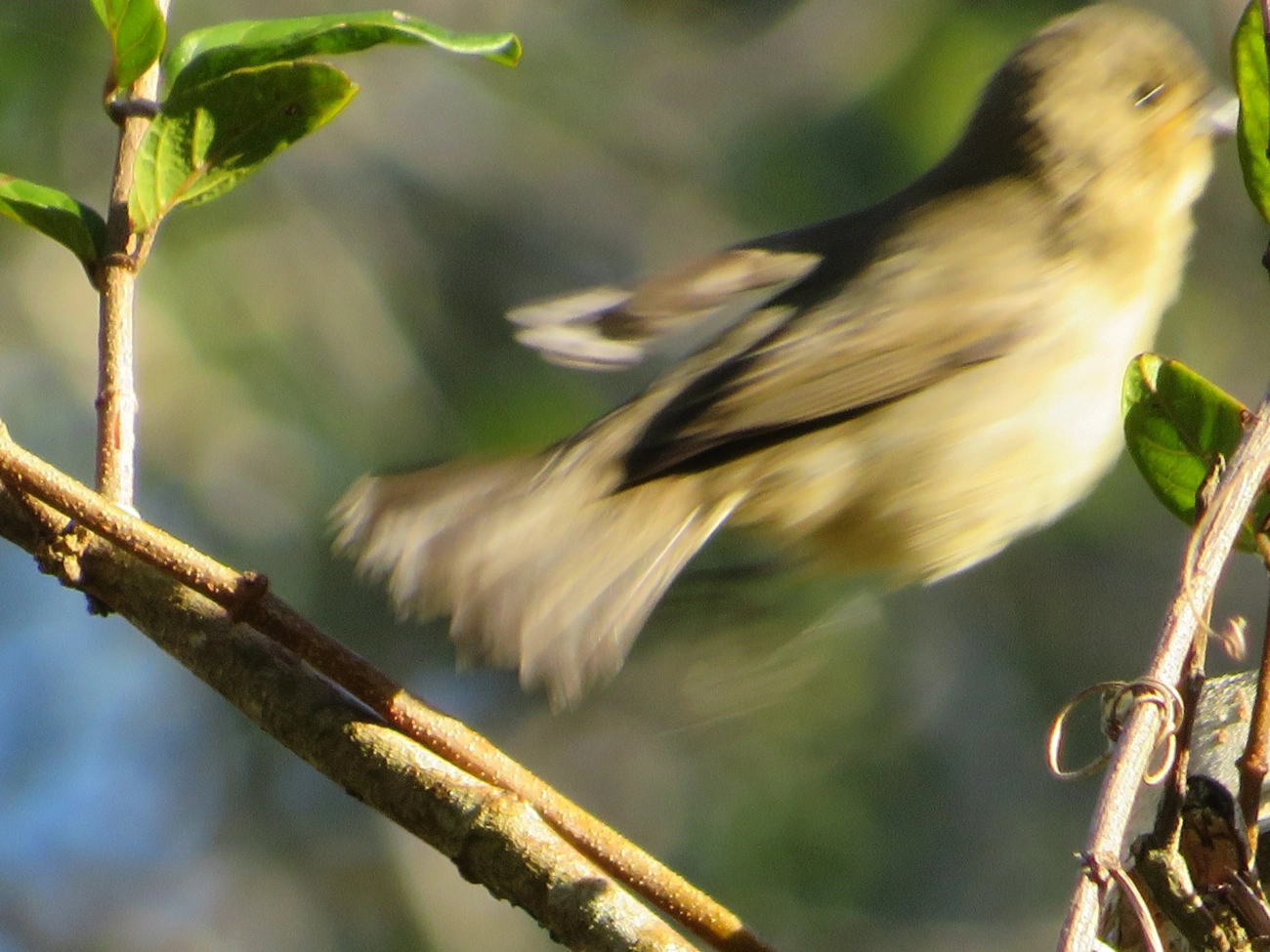 Caboclinhos e Papa-capins (Sporophila), aves, fotografado em Maresias, São Sebastião