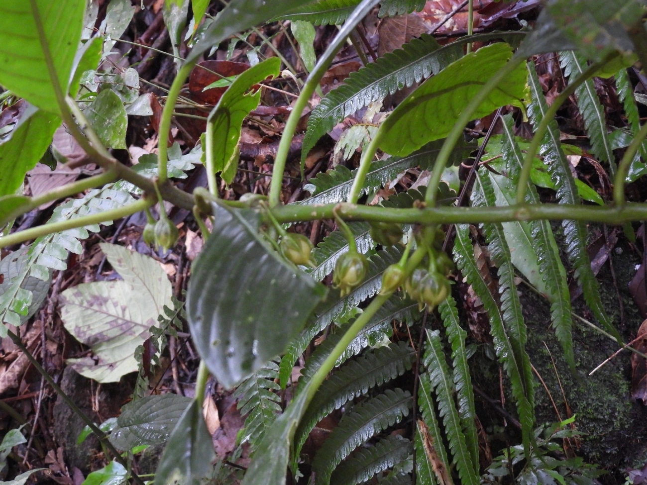Amarelinha-bicudinha-da-mata (Besleria longimucronata), plantas, fotografado em Boiçucanga, São Sebastião