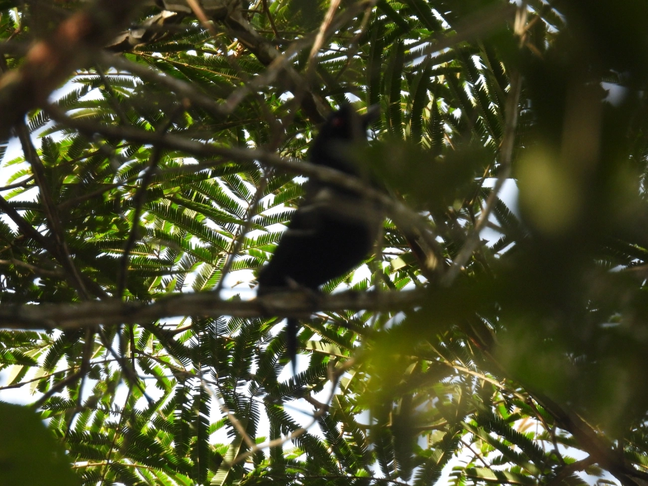 Papa-taoca-do-sul (Pyriglena leucoptera), aves, fotografado em Queluz