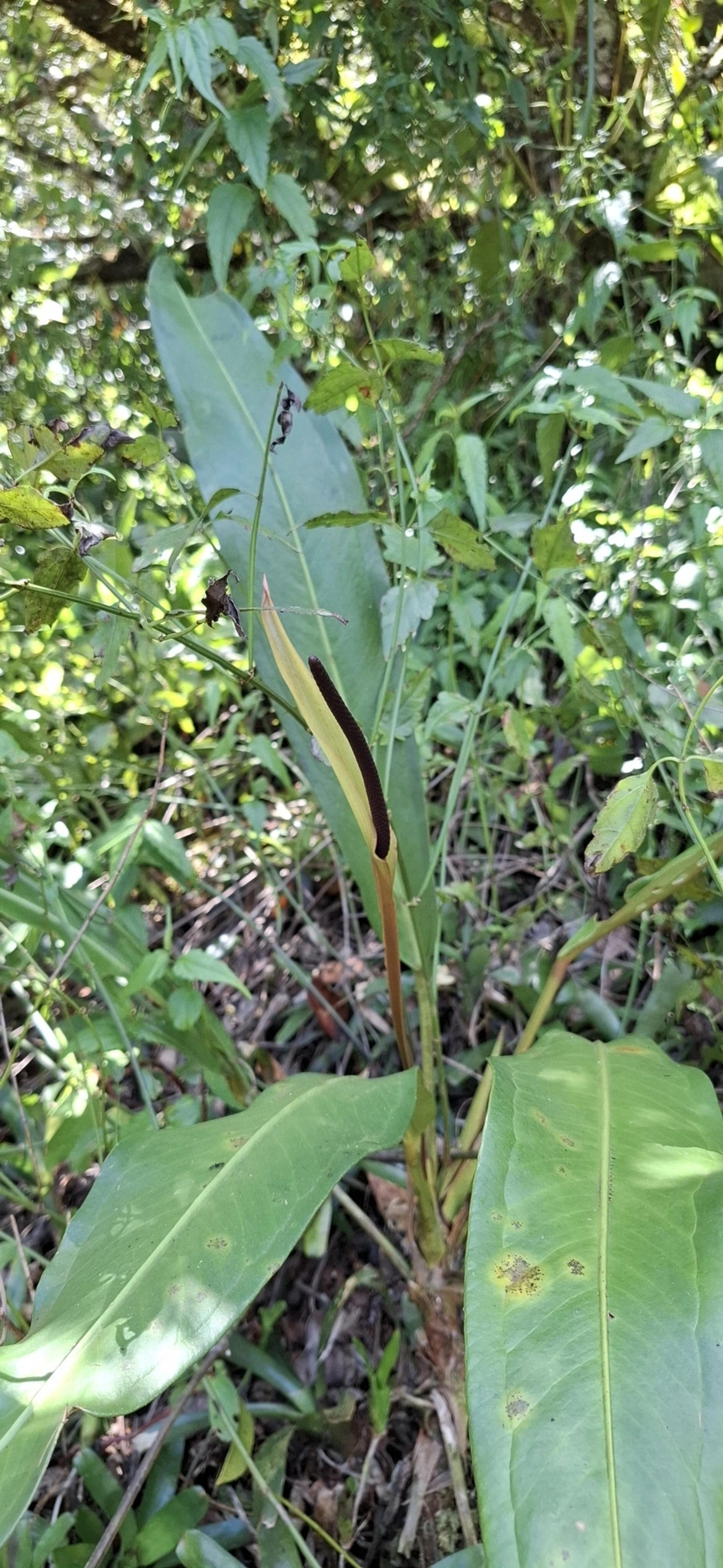 Antúrios (Anthurium), plantas, fotografado em Cambaquara, Ilhabela