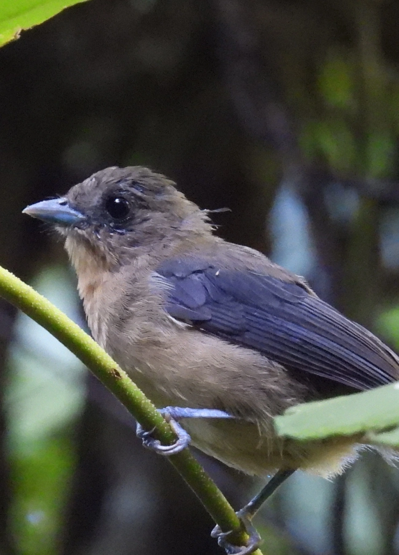 Tiê-de-topete (Trichothraupis melanops), aves, fotografado em Queluz