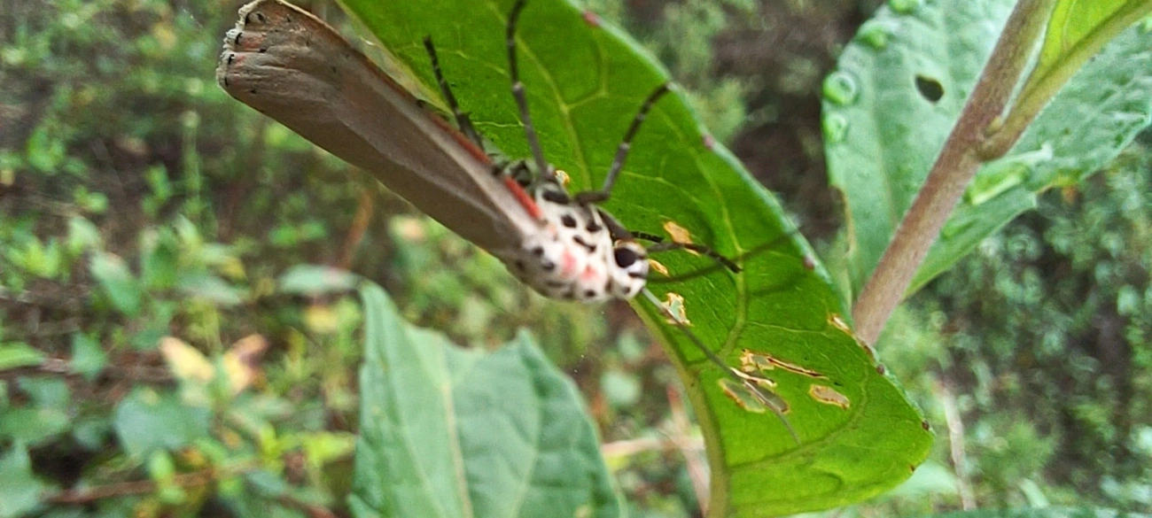 Mariposa-Ornatrix (Utetheisa ornatrix), insetos, fotografado em Maresias, São Sebastião