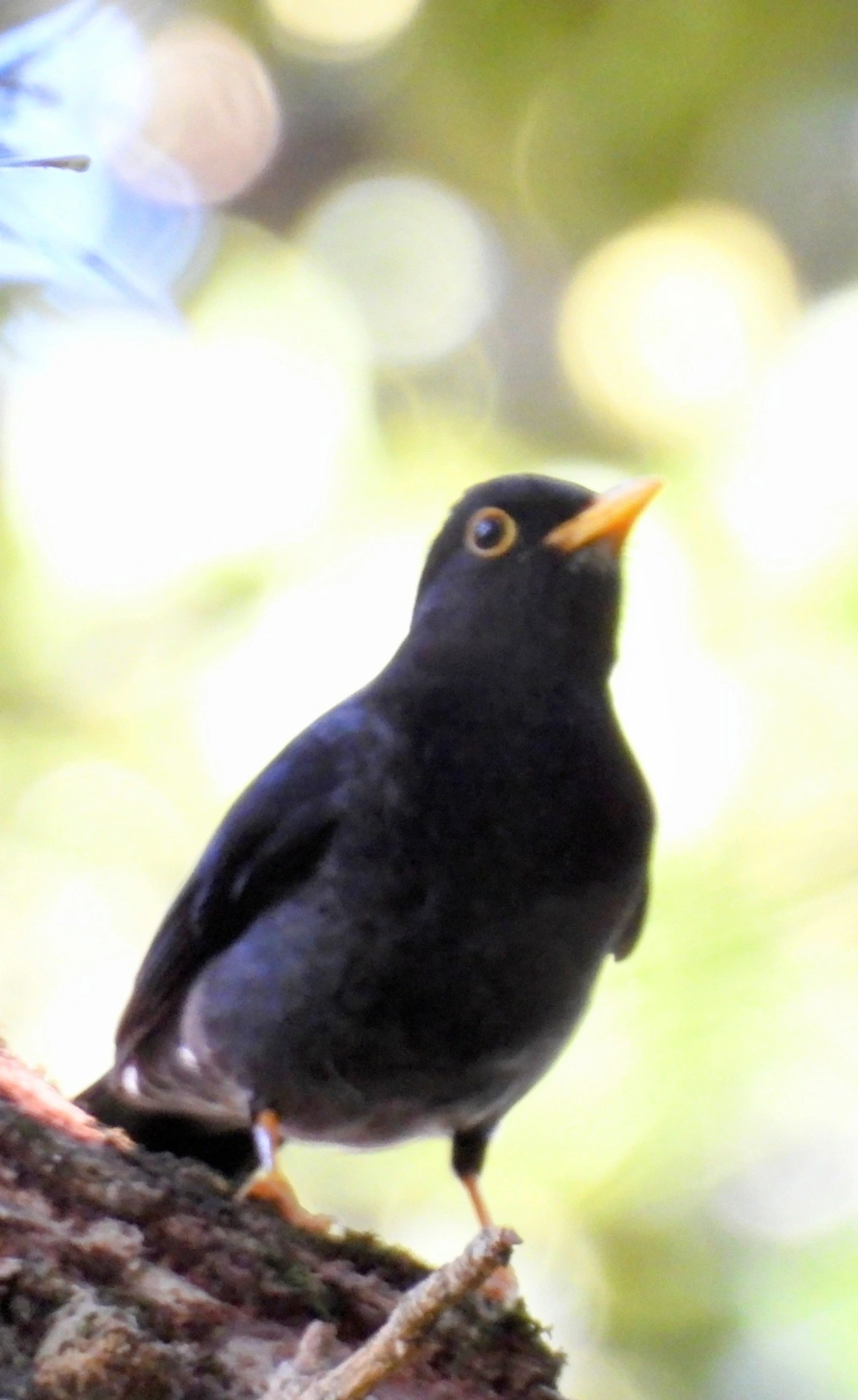 Sabiá-una (Turdus flavipes), aves, fotografado em Maresias, São Sebastião