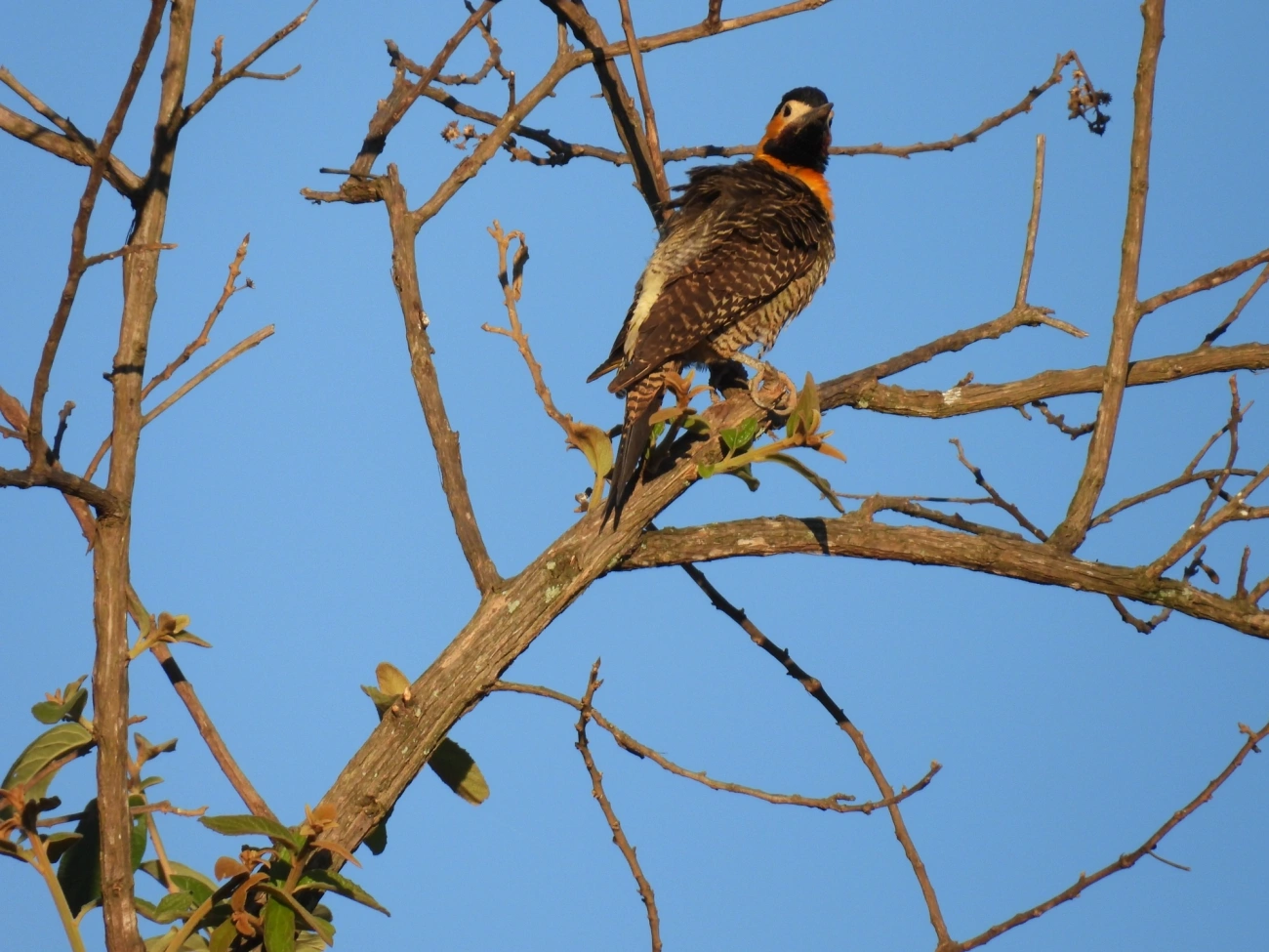 Pica-pau-do-campo (Colaptes campestris), aves, fotografado em Cunha