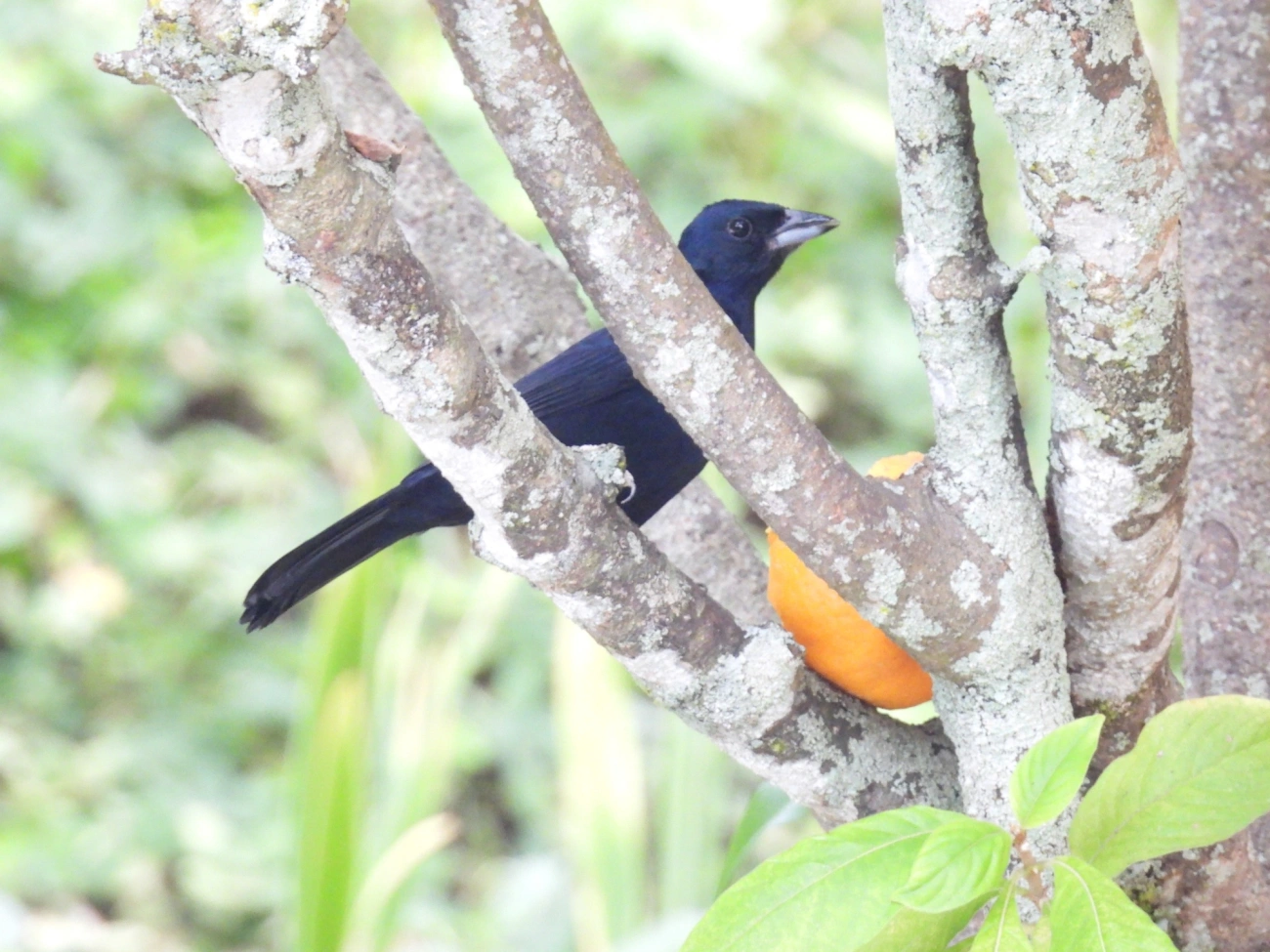 Tiê-preto (Tachyphonus coronatus), aves, fotografado em Perequê, Ilhabela