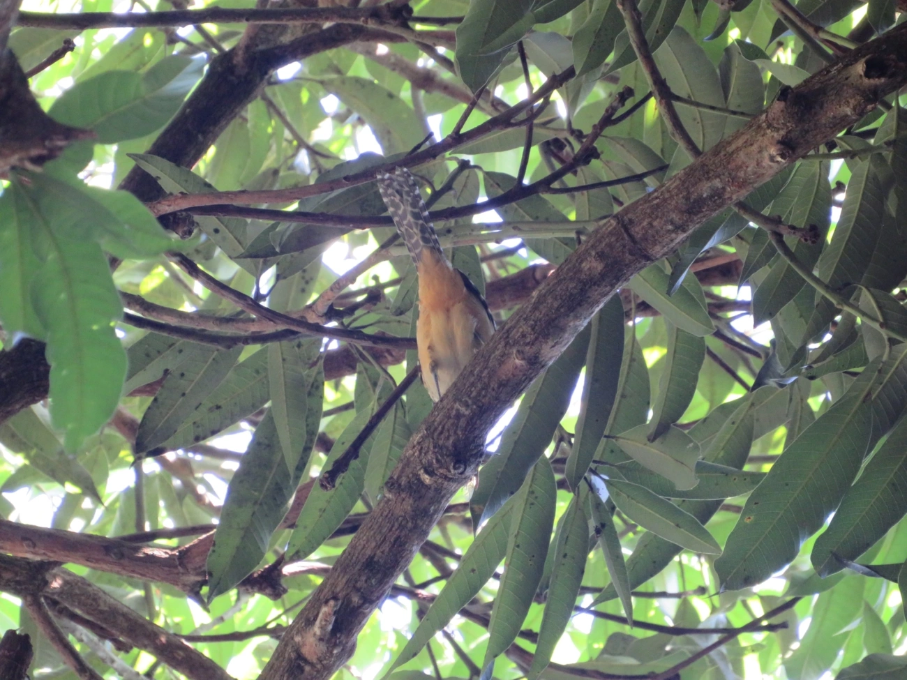 Chocão-carijó (Hypoedaleus guttatus), aves, fotografado em Maresias, São Sebastião