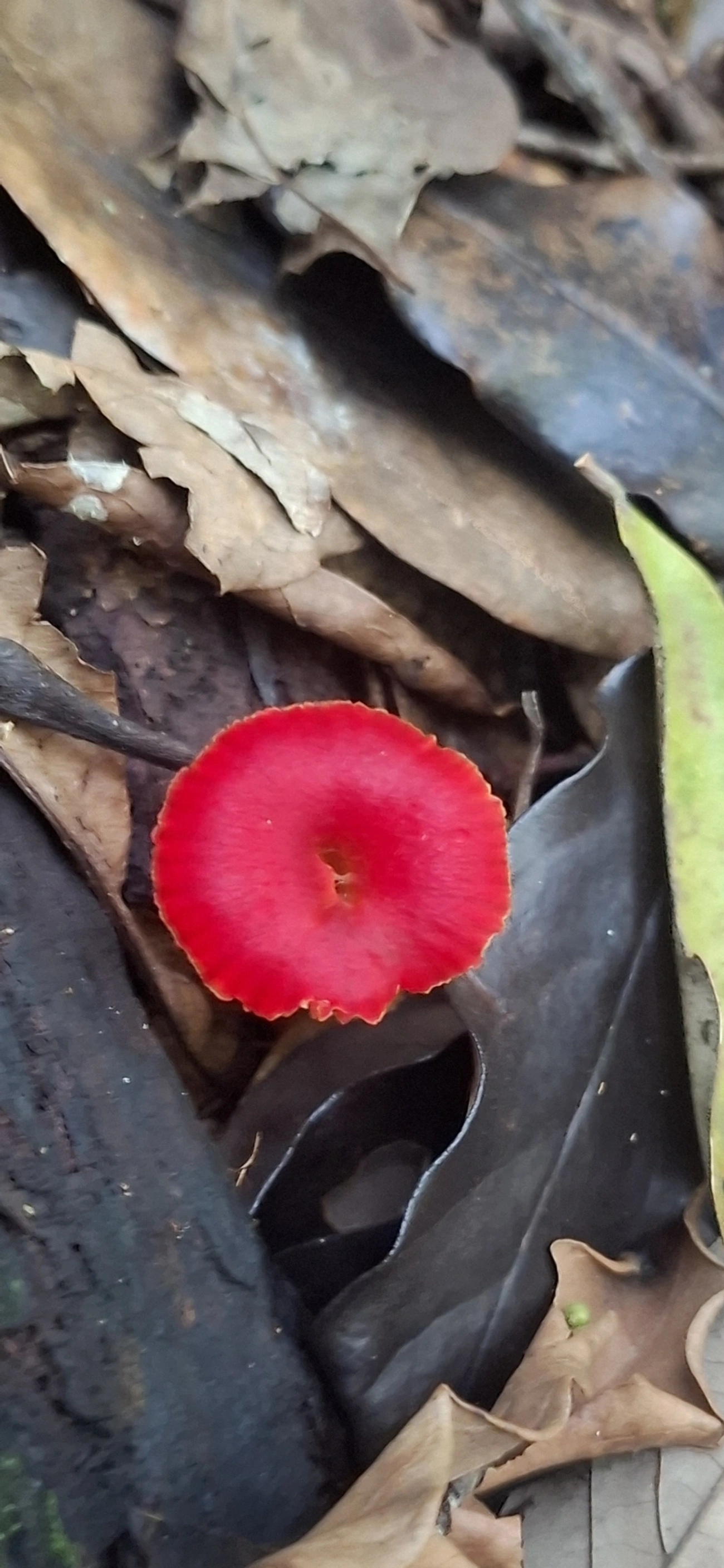 Hygrocybe miniata, fungos, fotografado em Enxovas, Ilhabela