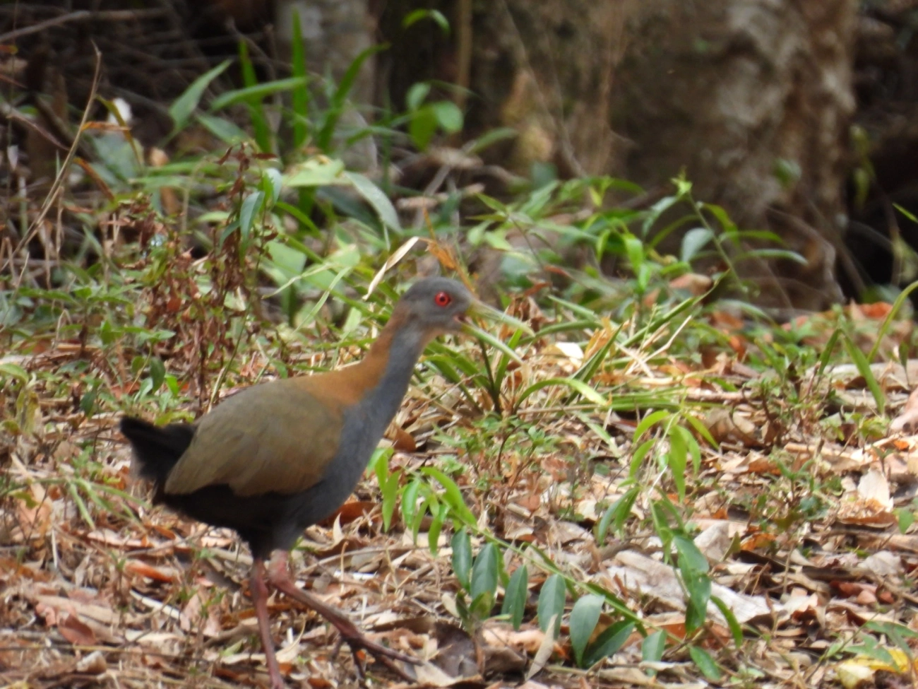 Saracura-do-mato (Aramides saracura), aves, fotografado em Rodovia BR 354, Itamonte