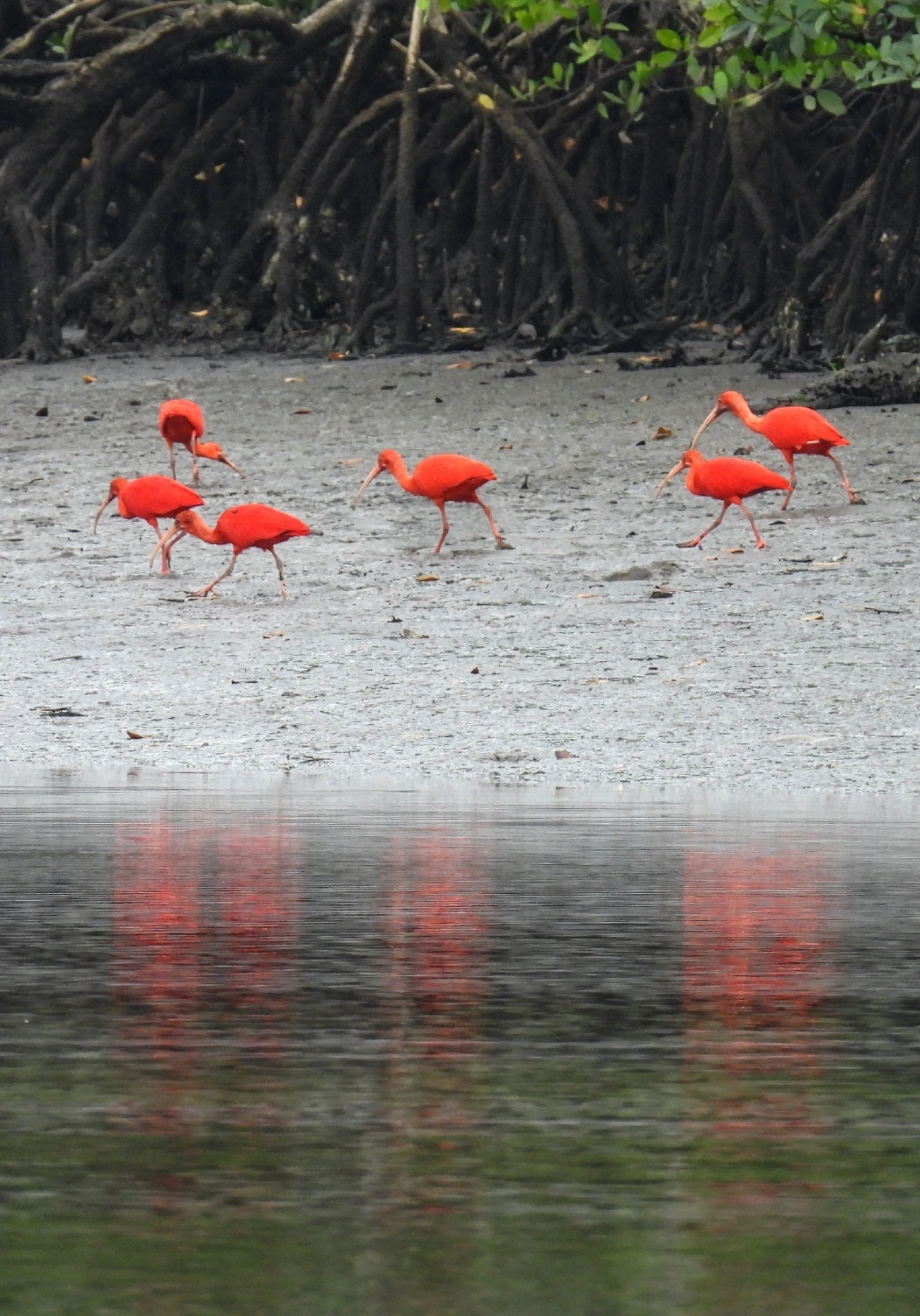 Guará (Eudocimus ruber), aves, fotografado em Cananéia