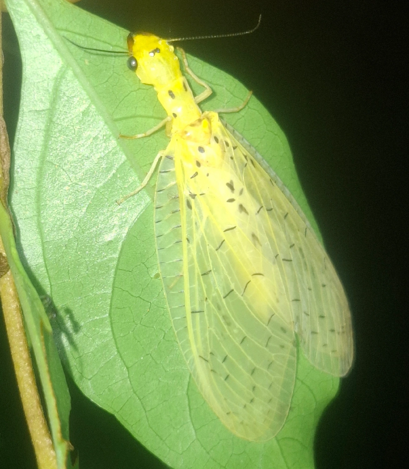 Chloronia corripiens, insetos, fotografado em Queluz