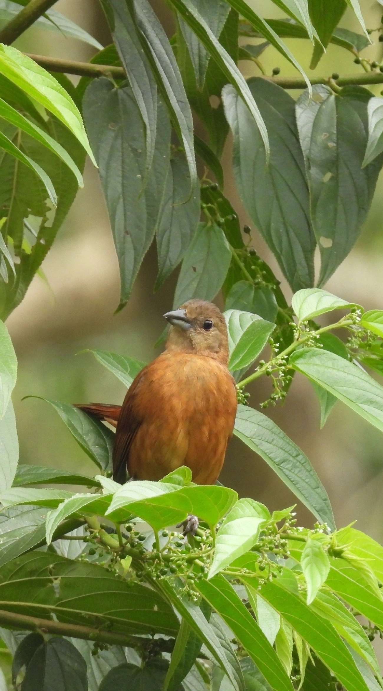 Tiê-preto (Tachyphonus coronatus), aves, fotografado em Perequê, Ilhabela