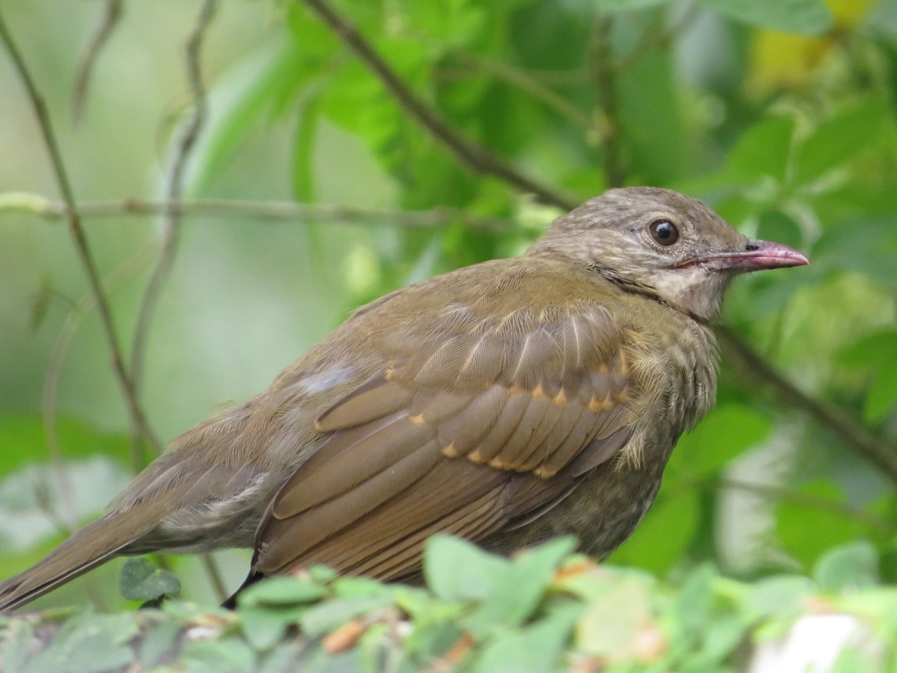 Sabiá-barranco (Turdus leucomelas), aves, fotografado em Maresias, São Sebastião