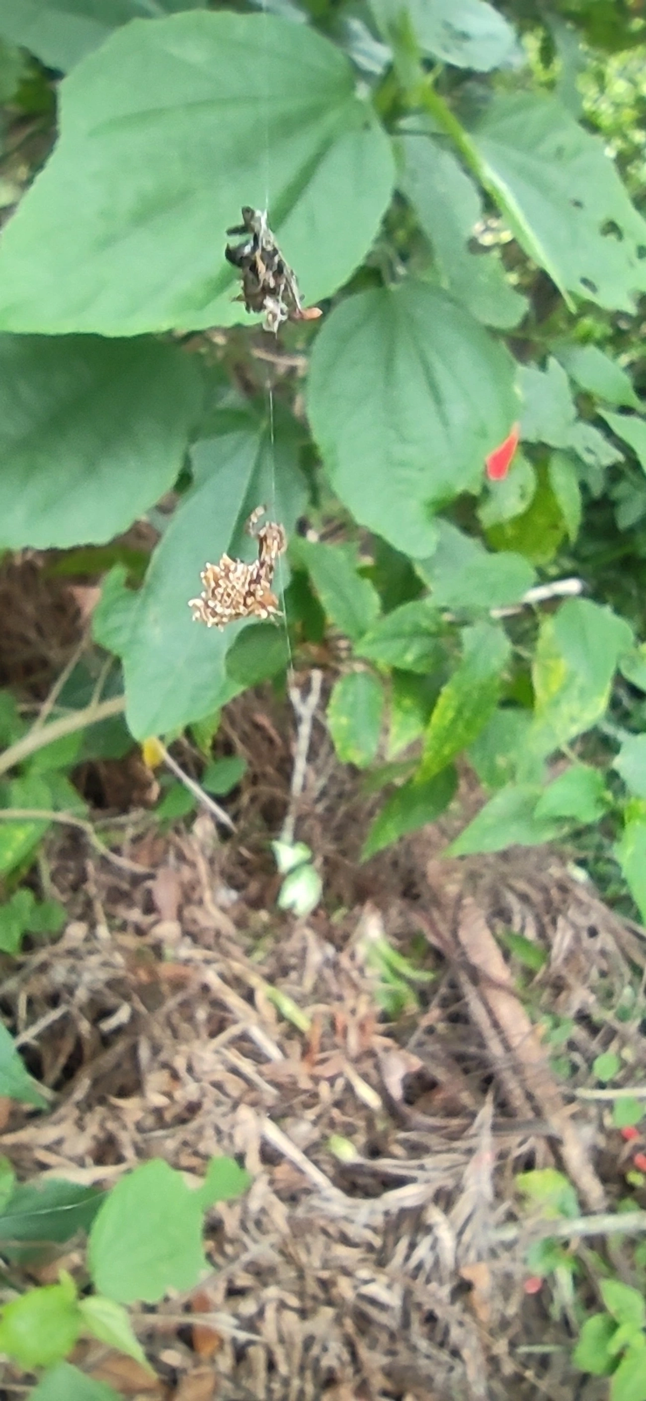 Micrathena horrida, aracnídeos, fotografado em Maresias, São Sebastião
