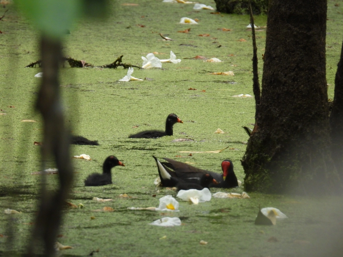 Frango-d'água-comum (Gallinula galeata), aves, fotografado em Maresias, São Sebastião