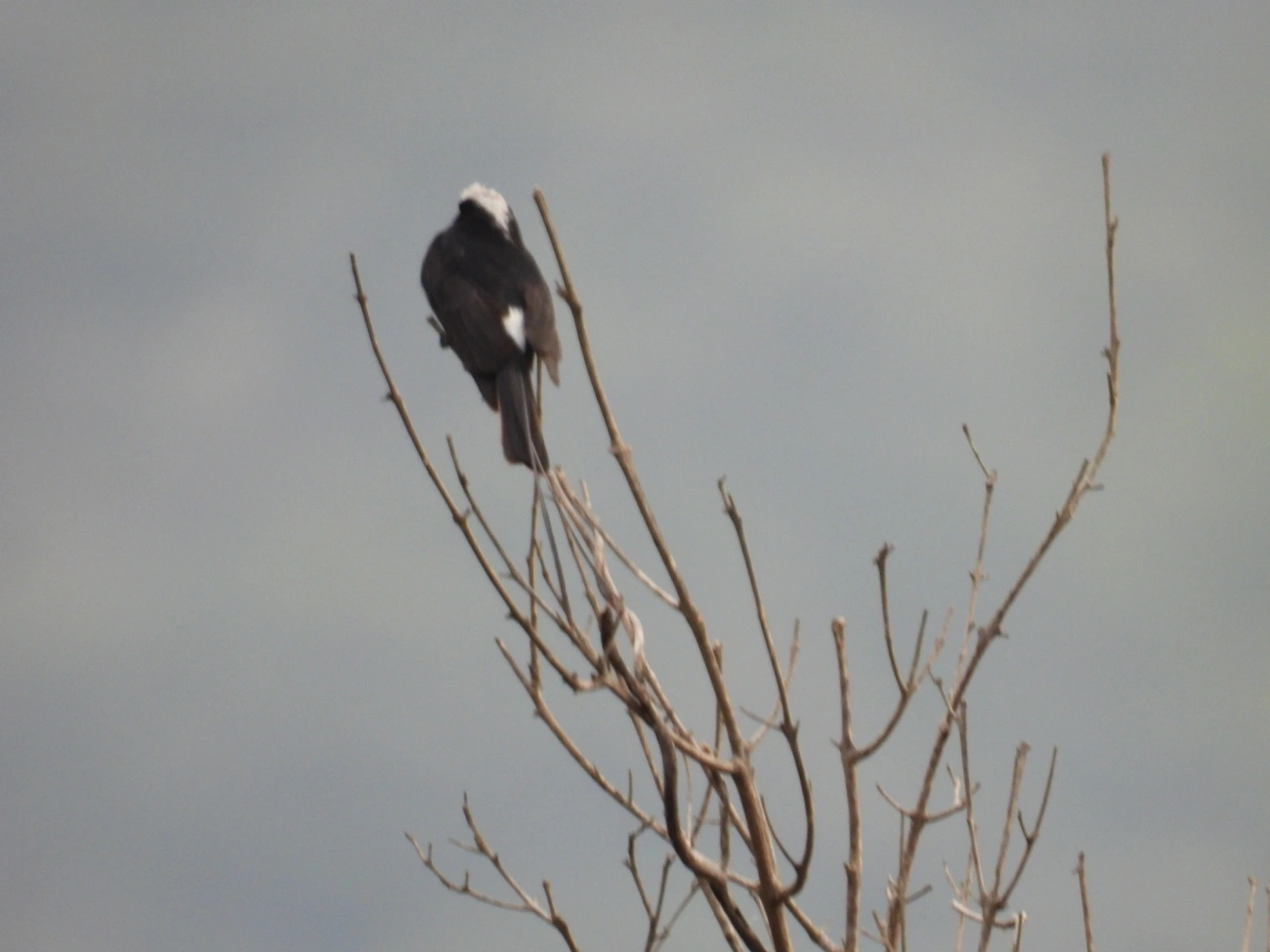 Viuvinha (Colonia colonus), aves, fotografado em Rodovia BR 354, Itamonte