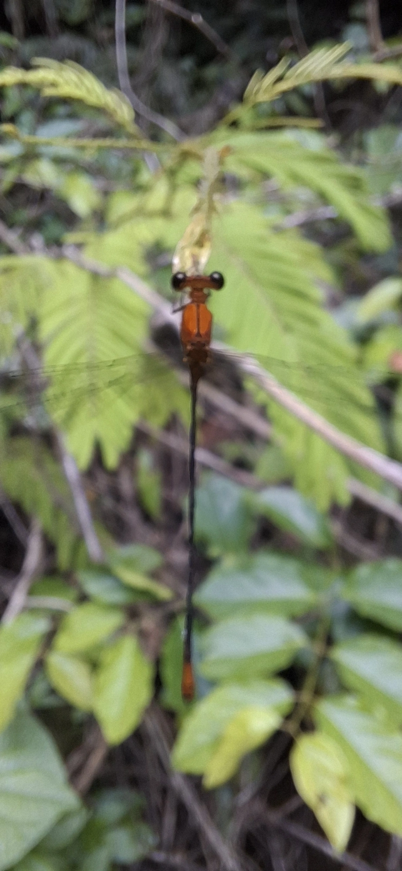 Heteragrion, insetos, fotografado em Maresias, São Sebastião
