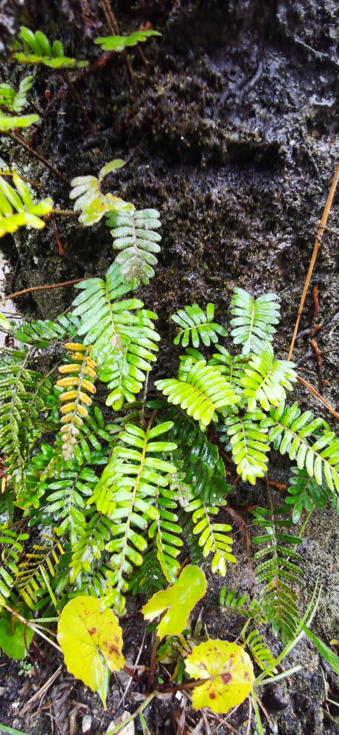 Samambaia-da-ressurreição (Pleopeltis polypodioides), plantas, fotografado em Maresias, São Sebastião