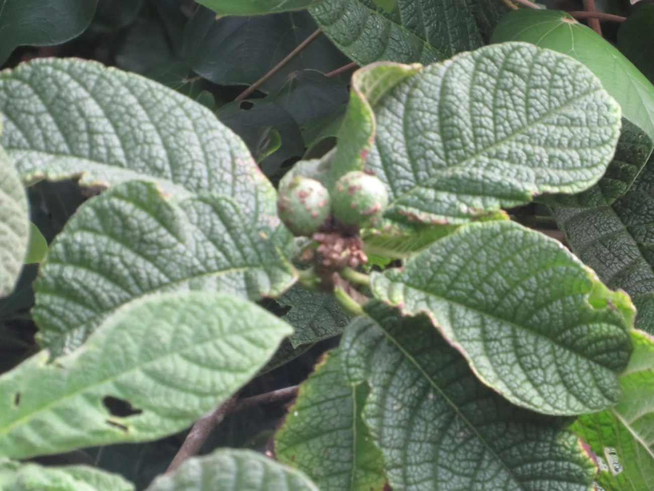 Goiabas (Psidium), plantas, fotografado em Maresias, São Sebastião