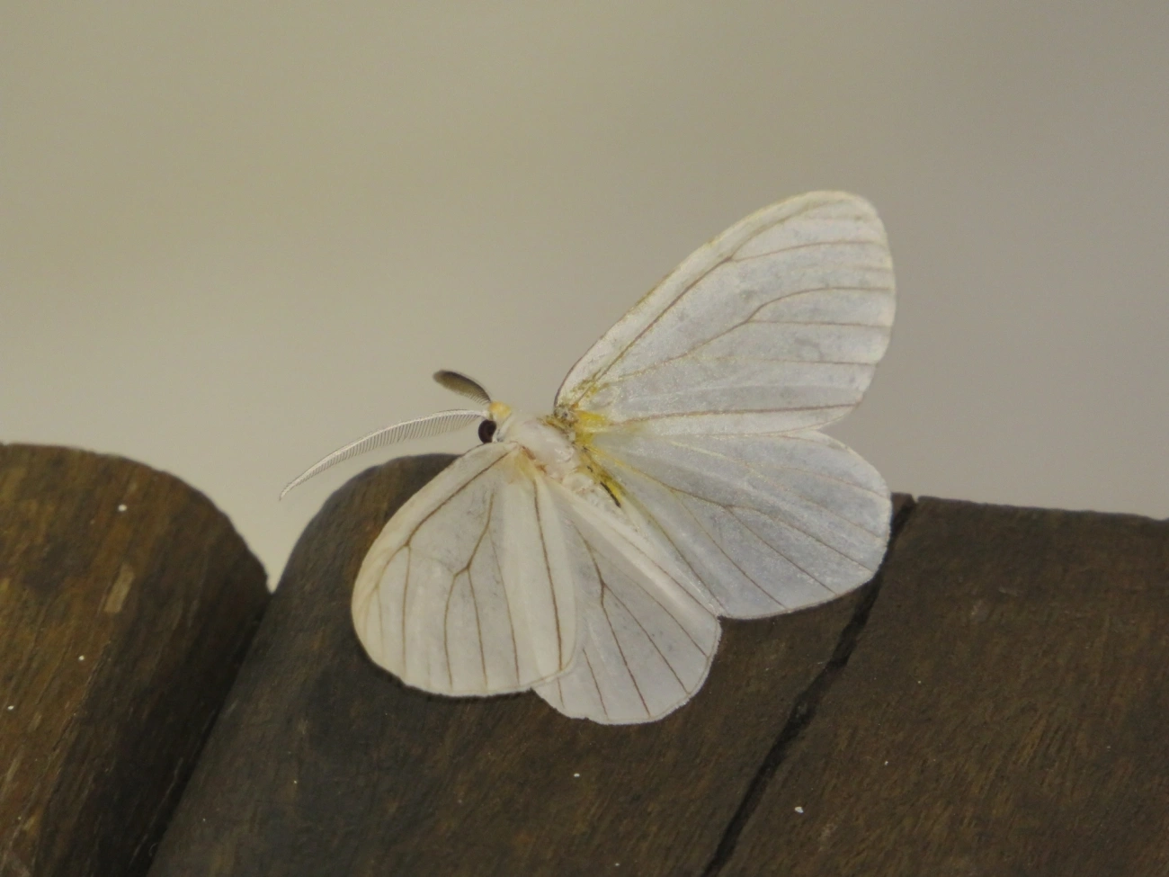 Borboletas e traças (Lepidoptera), insetos, fotografado em Maresias, São Sebastião
